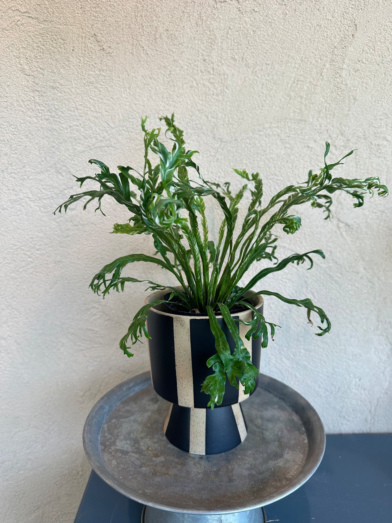 アスプレニウム