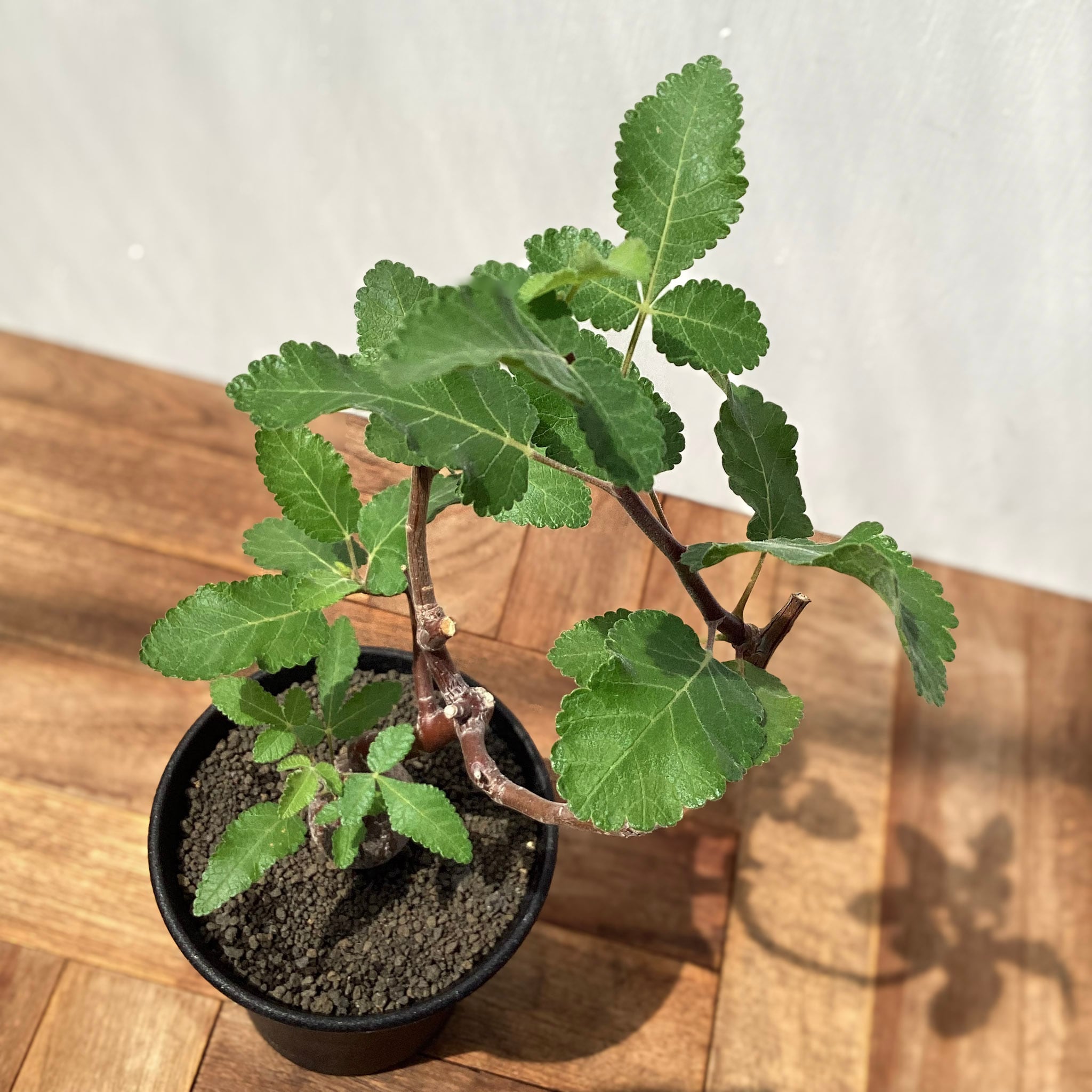Bursera hindsiana【ブルセラ・ヒンドシアナ】 | RIMO'S GREEN