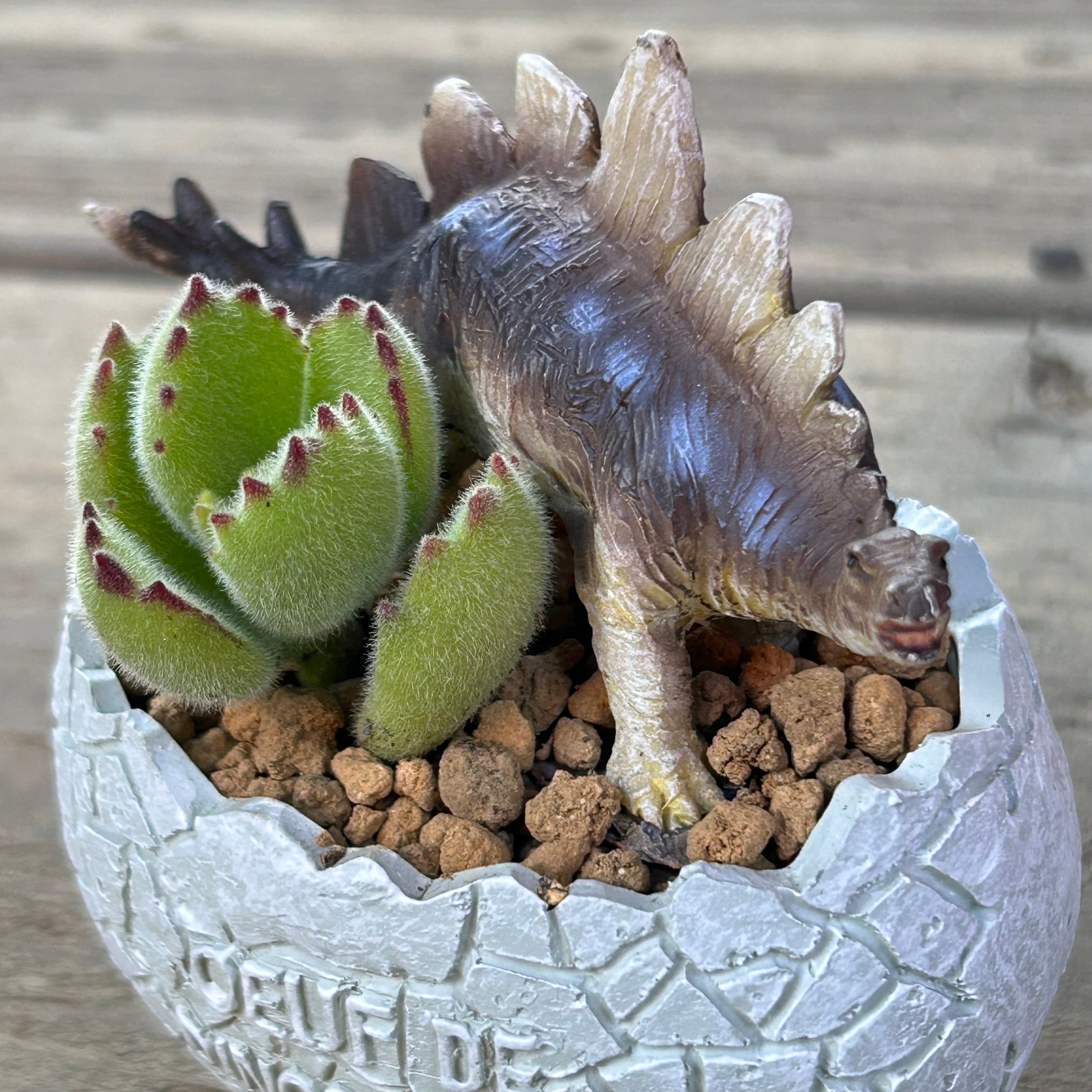 T)熊童子(恐竜の卵鉢 | RuPo 多肉植物専門店