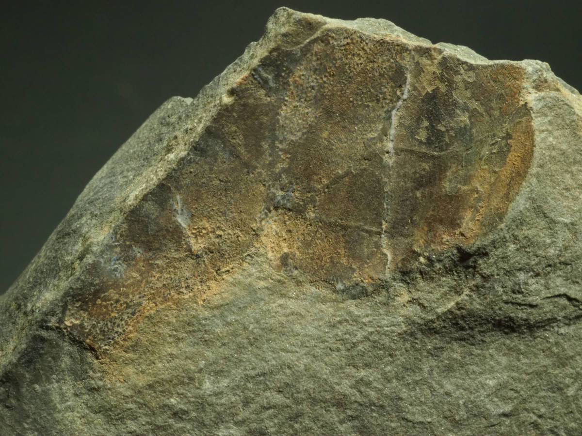 超希少！ウミサソリプテリゴトゥスの化石