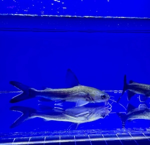 パプアンサーモンキャット