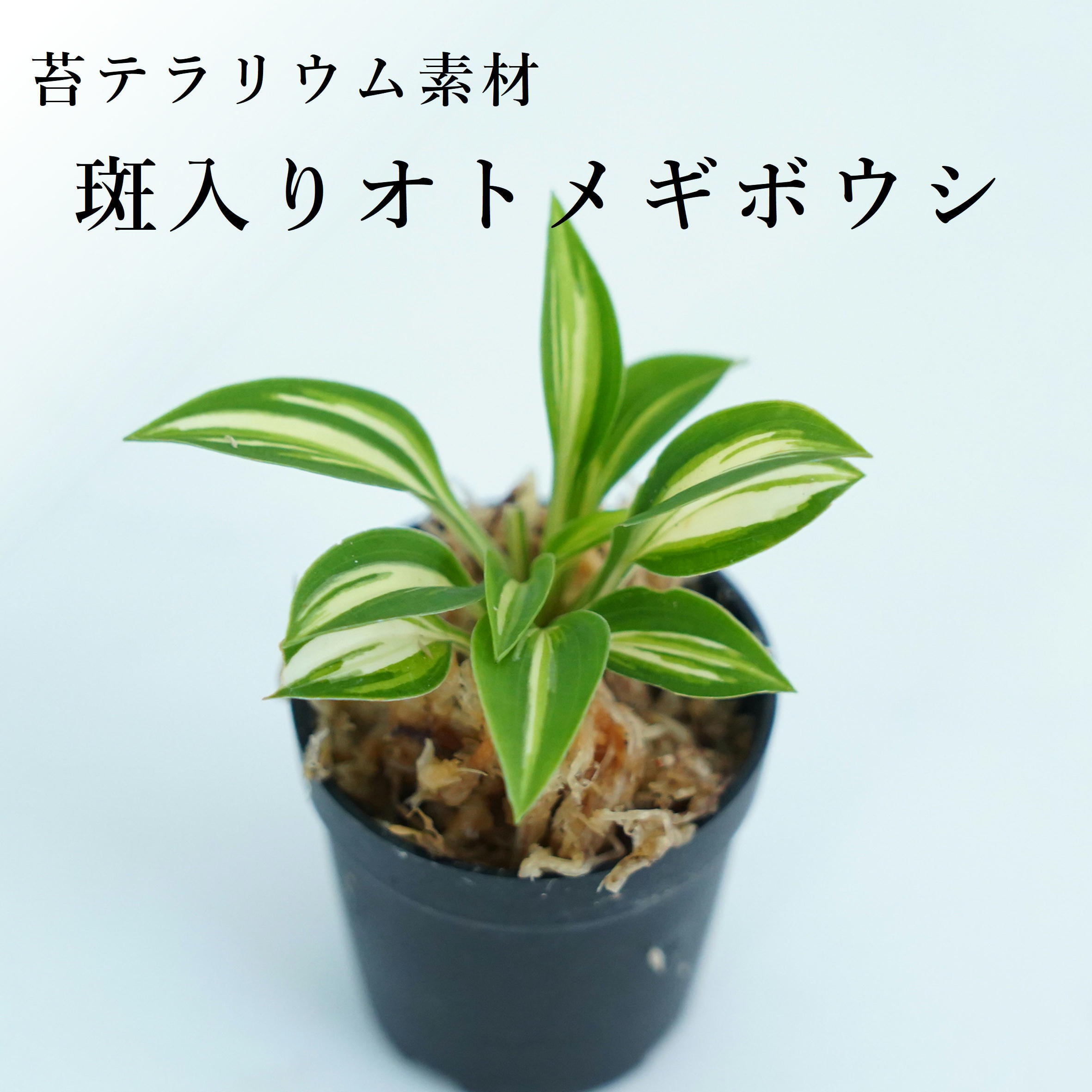 斑入りオトメギボウシ旭光｜苔テラリウム作製用素材 | 苔テラリウム