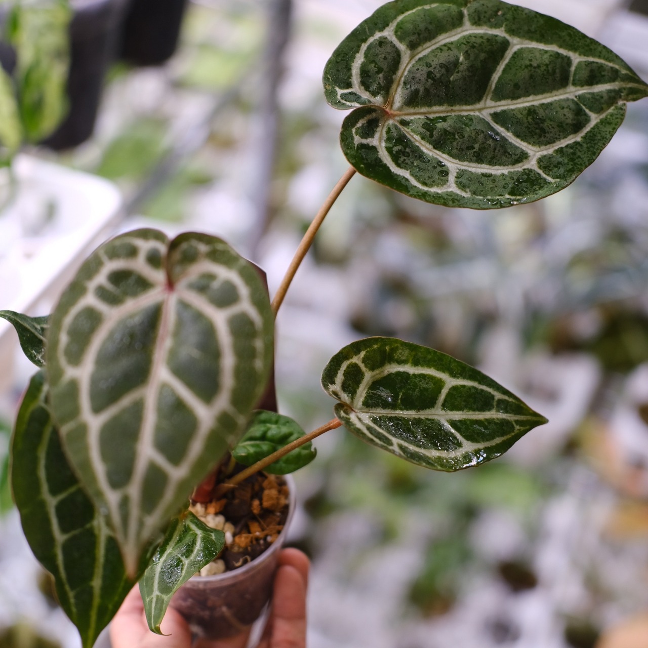 【希少】Anthurium 'Michelle' by DOC BLOCK⑥ / アンスリウム・ミシェル│観葉植物