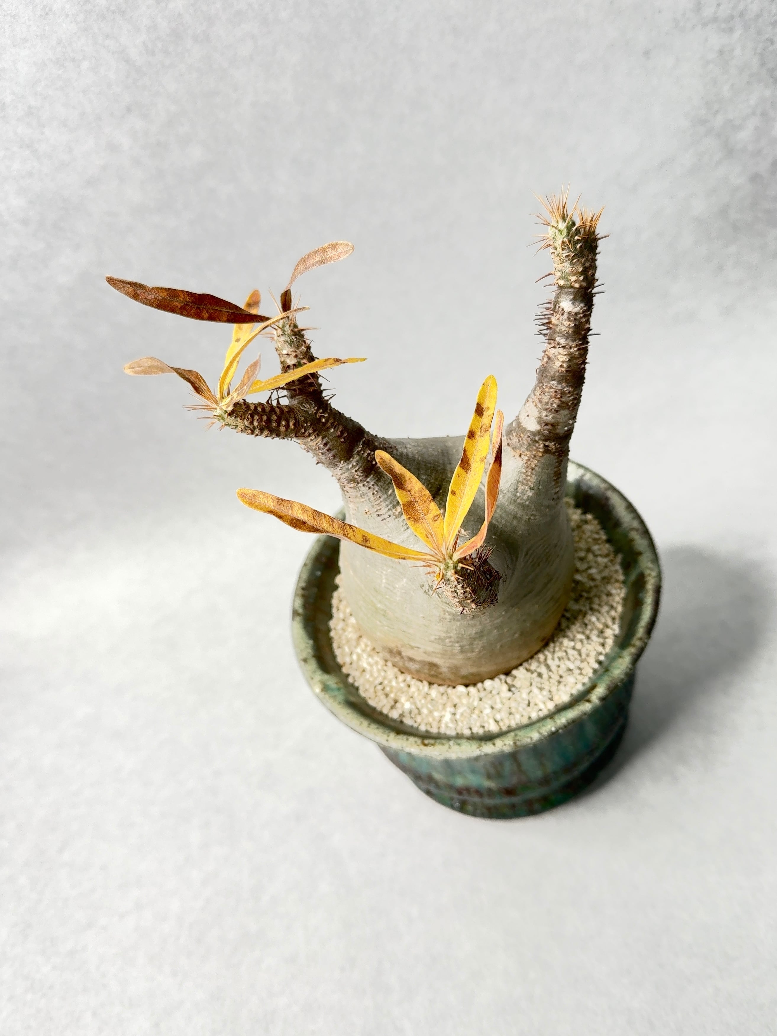 パキポディウム・グラキリス | trigger