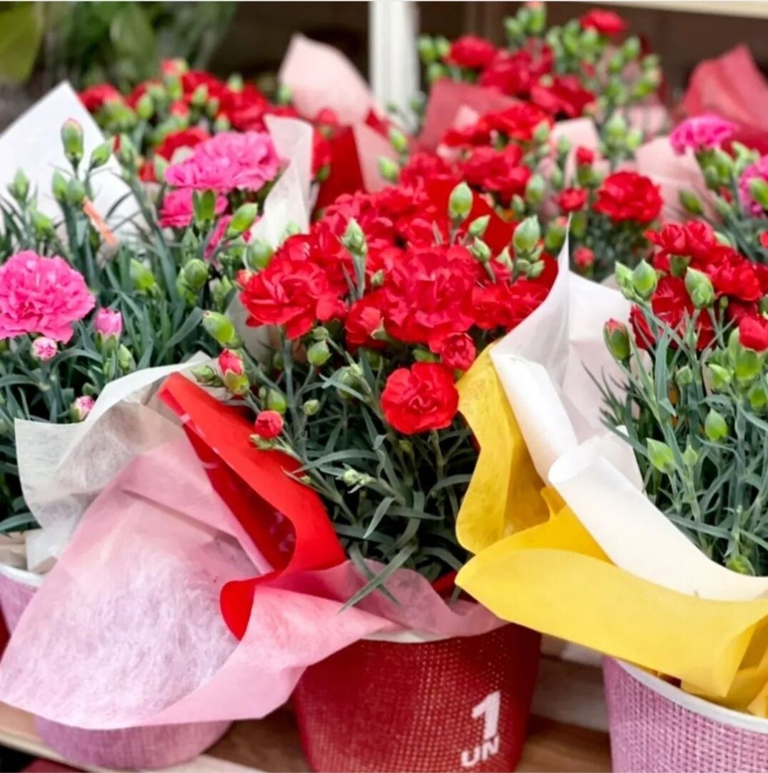 母の日 カーネーション 5号鉢 | 花助｜高槻のフラワーショップ 花助です