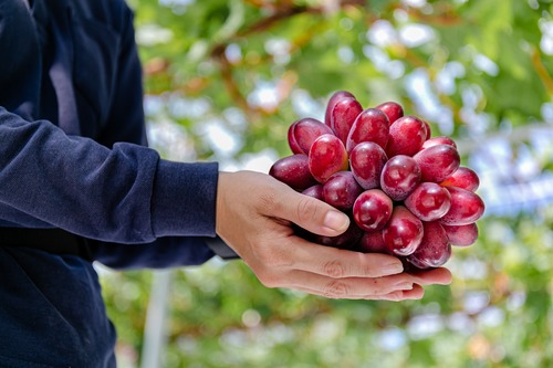 贈答用／神紅１房(神紅の紅茶、ドライフルーツ付)