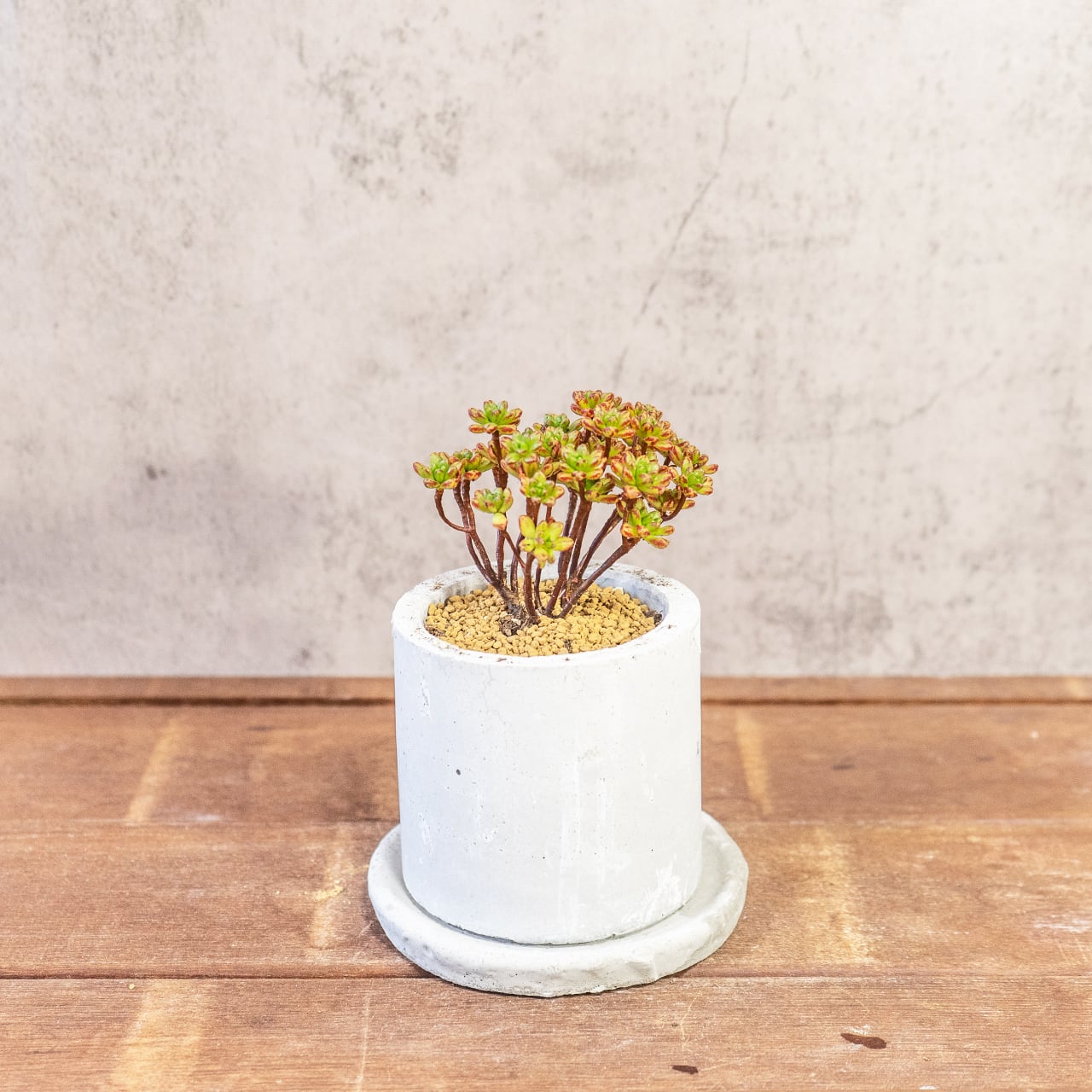 アエオニウム・小人の祭り錦｜ふた株の動きが可愛い盆栽仕立て【手づくりモルタル鉢】