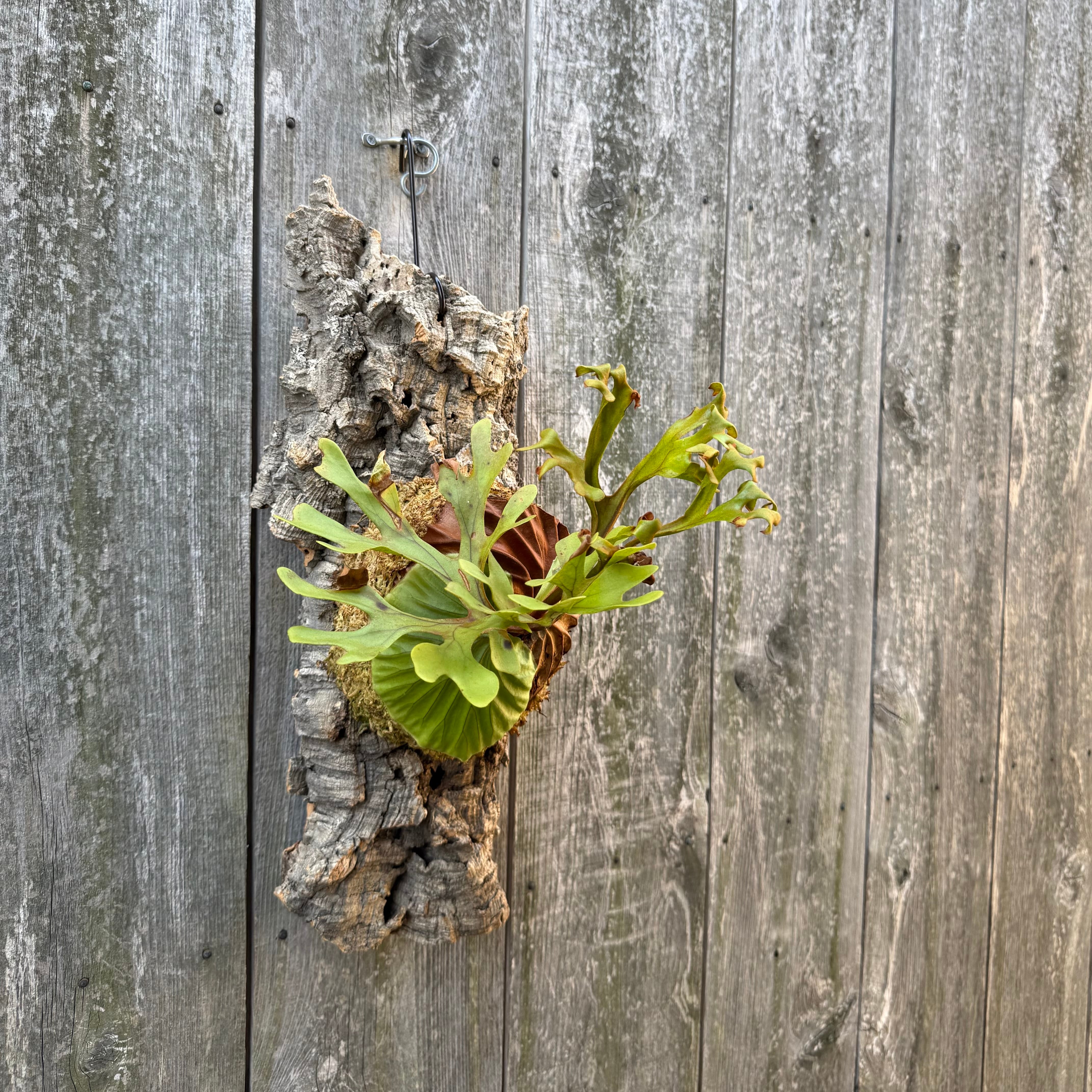 naturefix