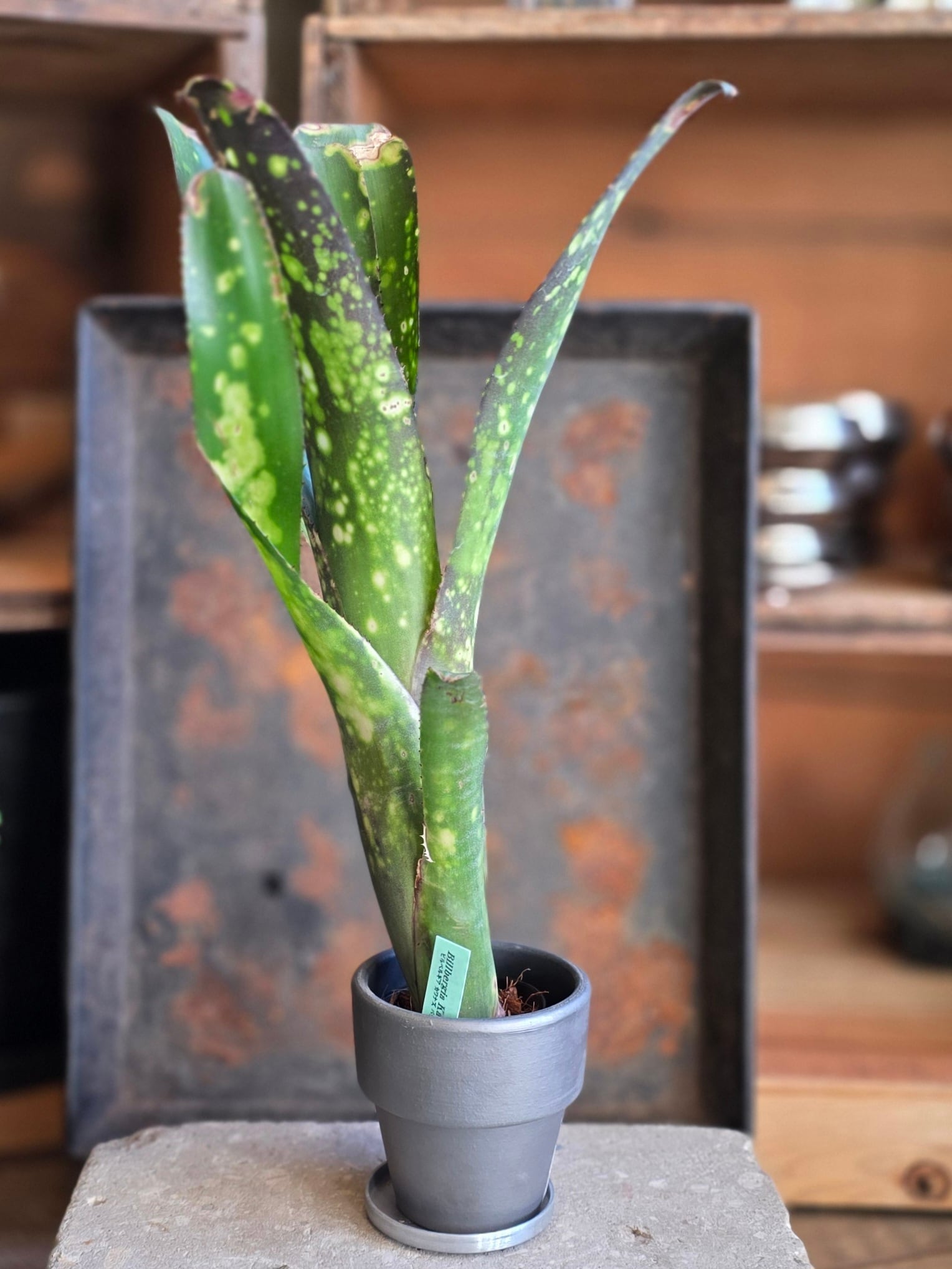 ビルベルギア・カワナズ・パナシェ　(2.５号)