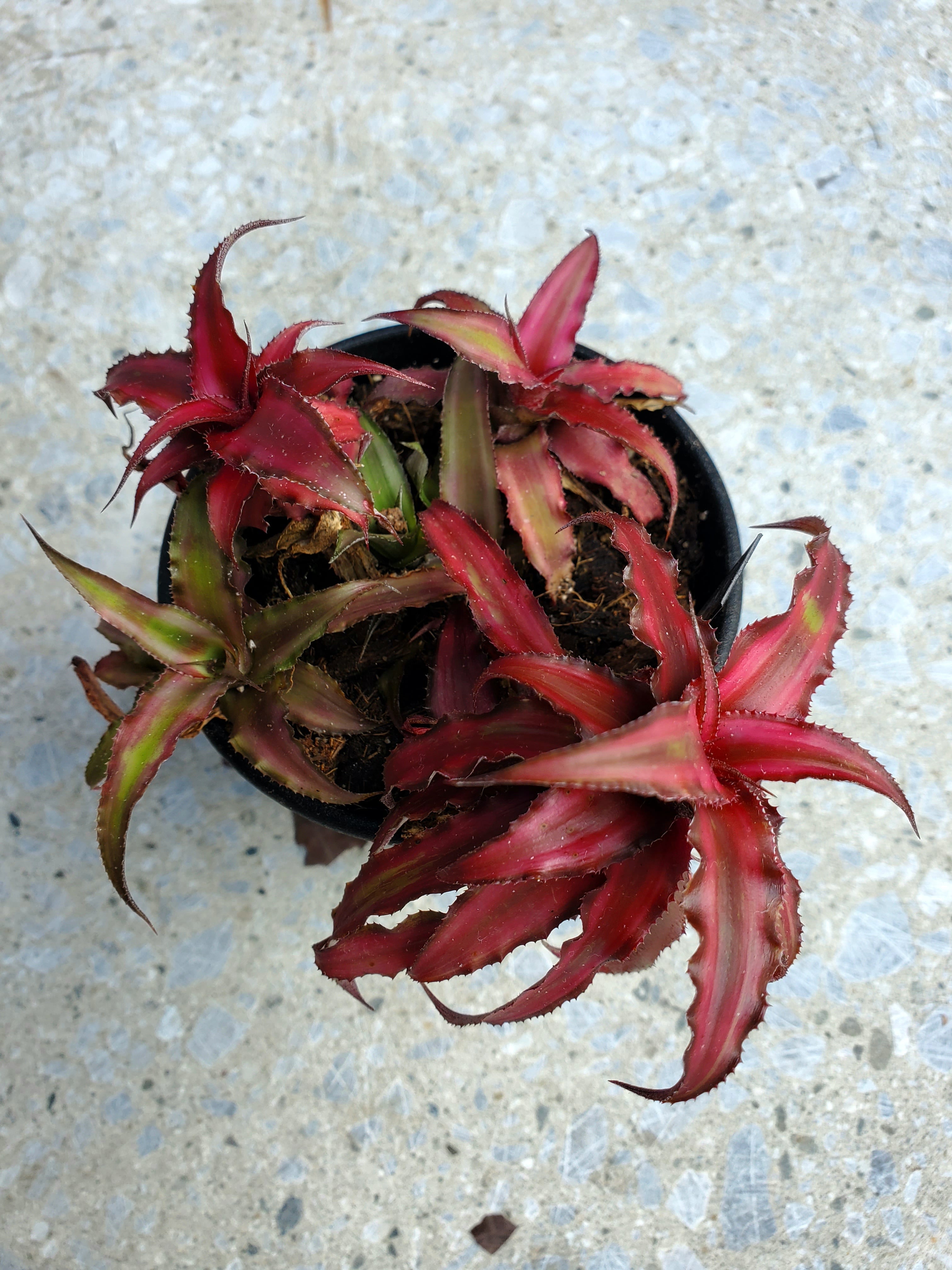 Cryptanthus bivittatus 【artPLANTs】クリプタンサス/ブロメリア