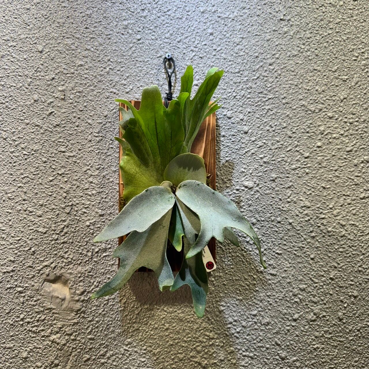 P.willinckii cv.Harvest Moon × P.Snow White (MIXspore) | Plants.Links