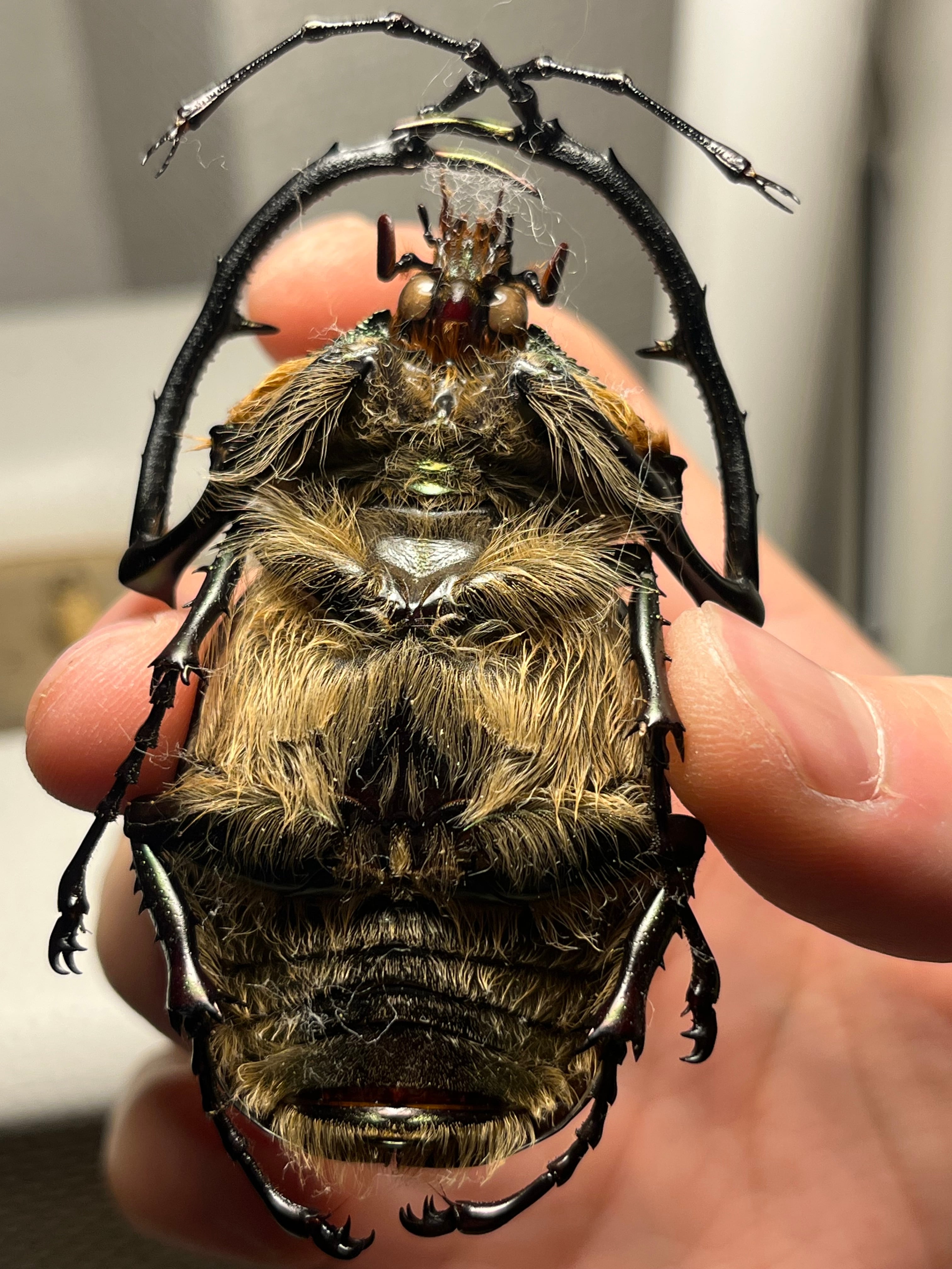 【62mm】多分 赤 ゲストロイテナガコガネ　カメムシサシガメ甲虫昆虫標本ハムシ 62mm】多分 赤 ゲストロイテナガコガネ カメムシサシガメ甲虫昆虫標本
