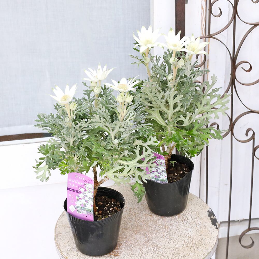 花苗 フランネルフラワー エンジェルスター 3.5号 四季咲き 多年草 白