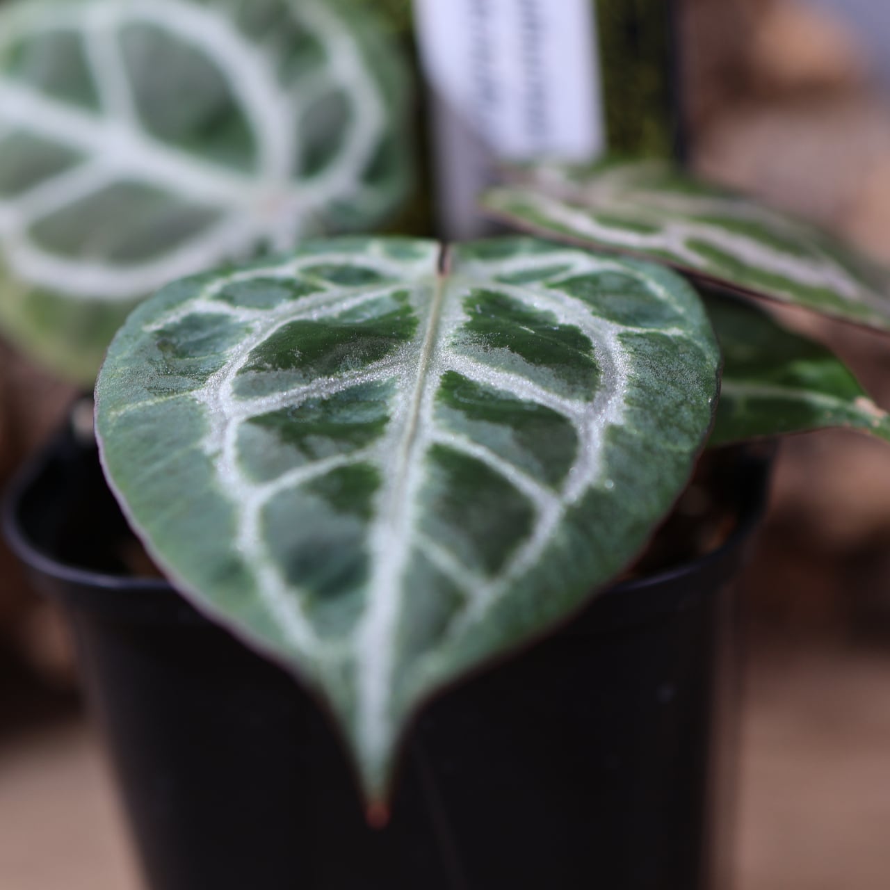 836『urban jungle Anthurium 'Red Crystallinum UJ' (Michelle
