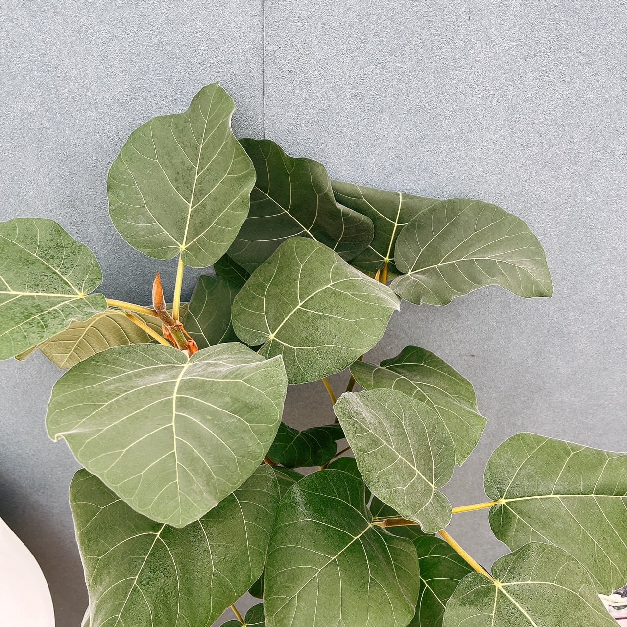 現品］【珍しい】31番 フィカス エベレスト 曲がり 7号 観葉植物 室内