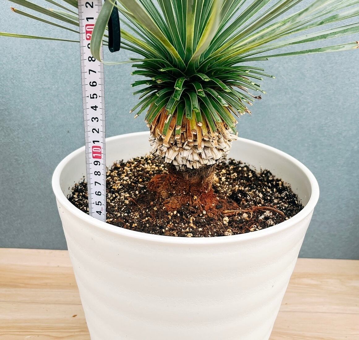 現品］【希少】ユッカ ロストラータ 実生 短葉 幹立 10号 観葉植物