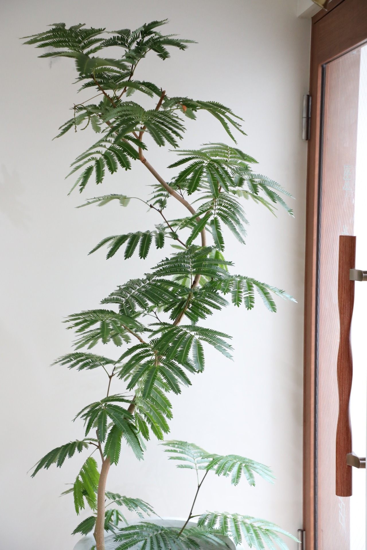 【渋谷区周辺エリア/配送料無料】【L/180cm】エバーフレッシュ曲げ木/Pithecellobium confertum ever fresh ※陶器鉢カバー別売り