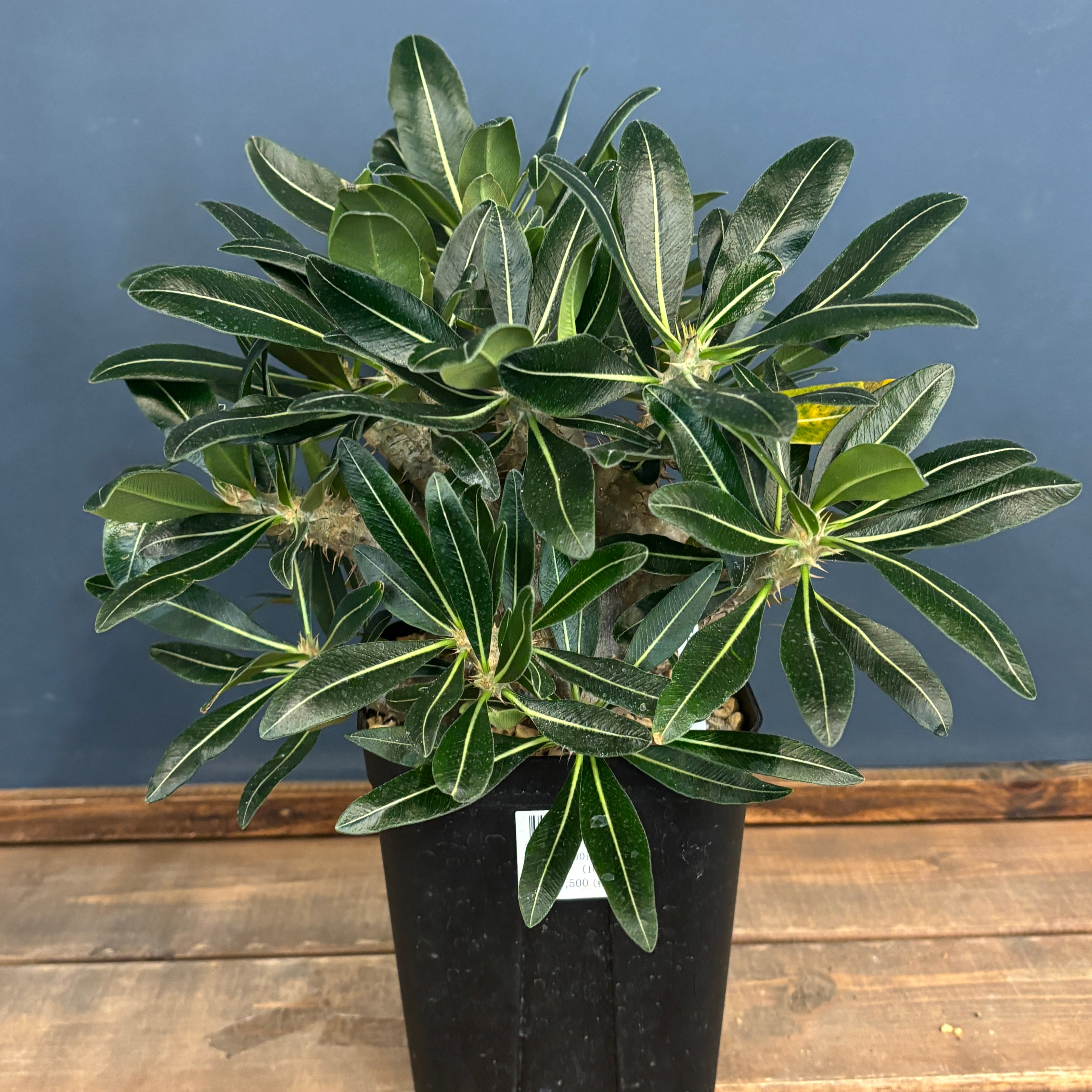 パキポディウム カクチペス【841】 | PROTOLEAF プロトリーフ