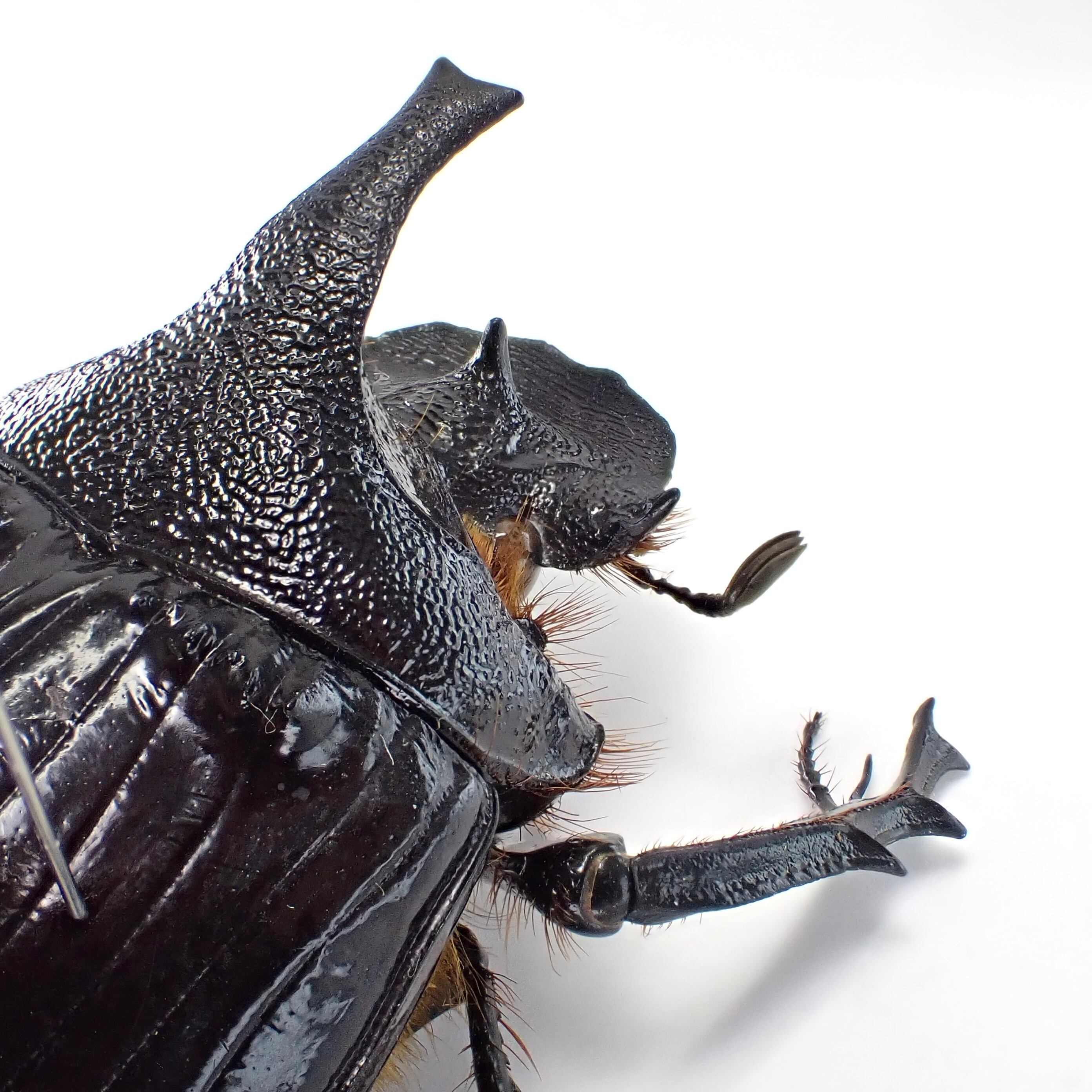 タンザニア産 Heliocopris felschei ♂ 46mm | 昆虫標本 Diggers & Rollers