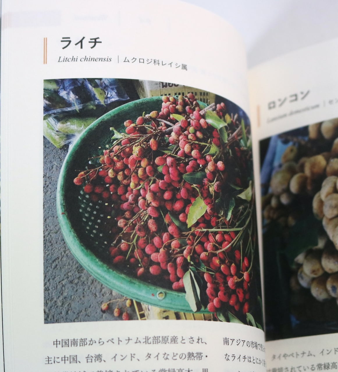 旅で出会った世界のスパイス・ハーブ図鑑｜山下智道 | はるな商店