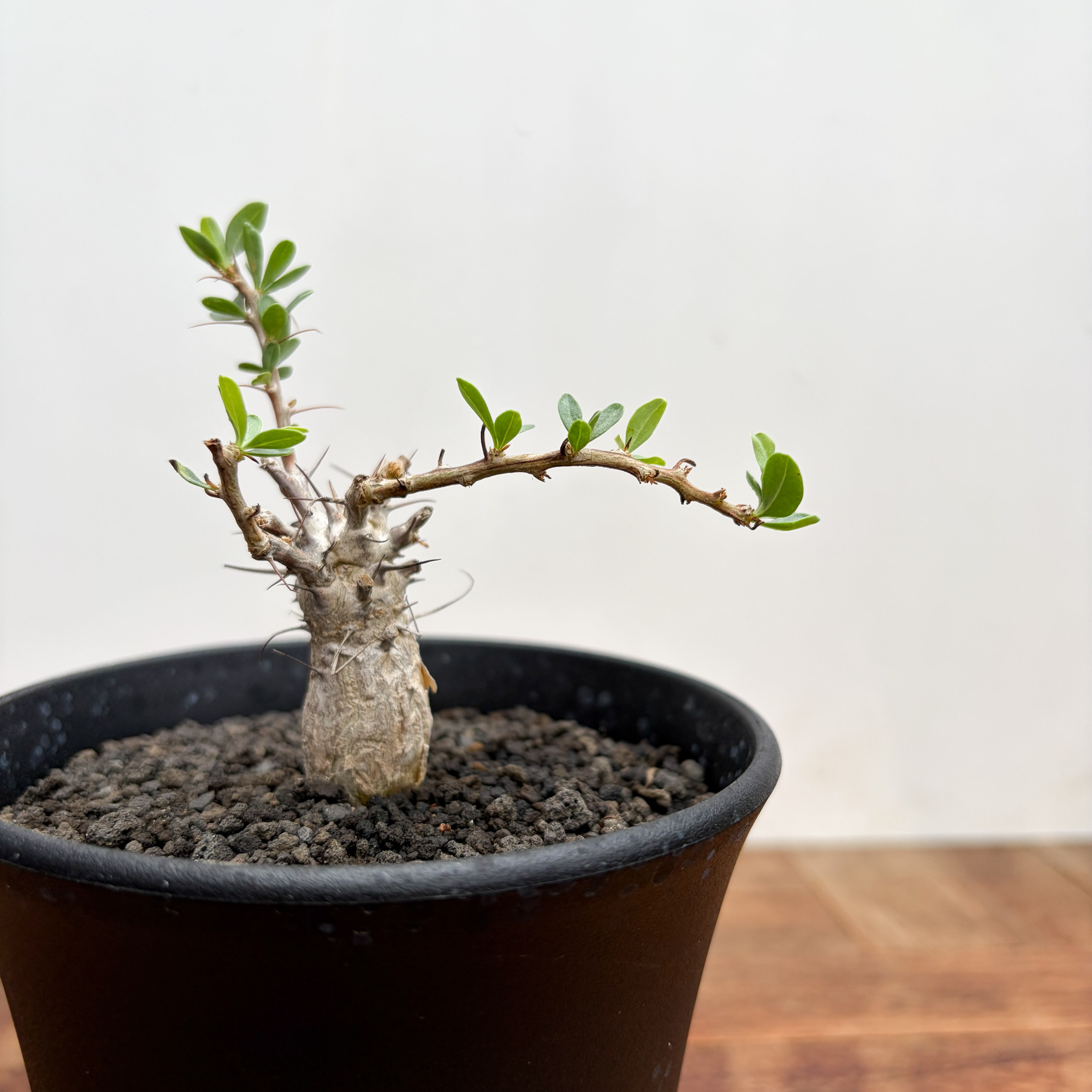 Fouquieria columnaris【フォークイエリア・コルムナリス・観峰玉