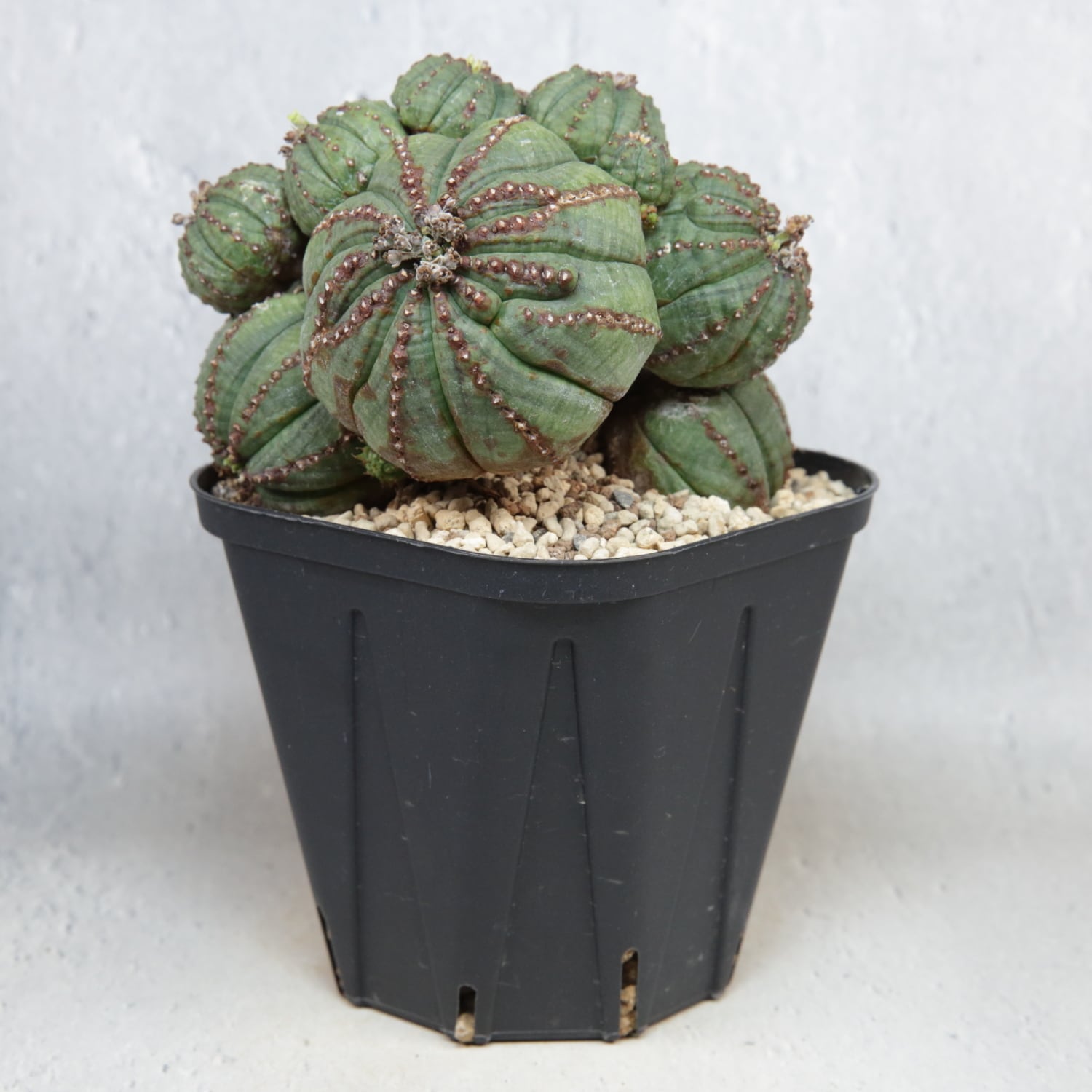 メス株 【厳選株】最大幅 約11.1cm ダブルヘッド 仔吹き オベサ / 木質