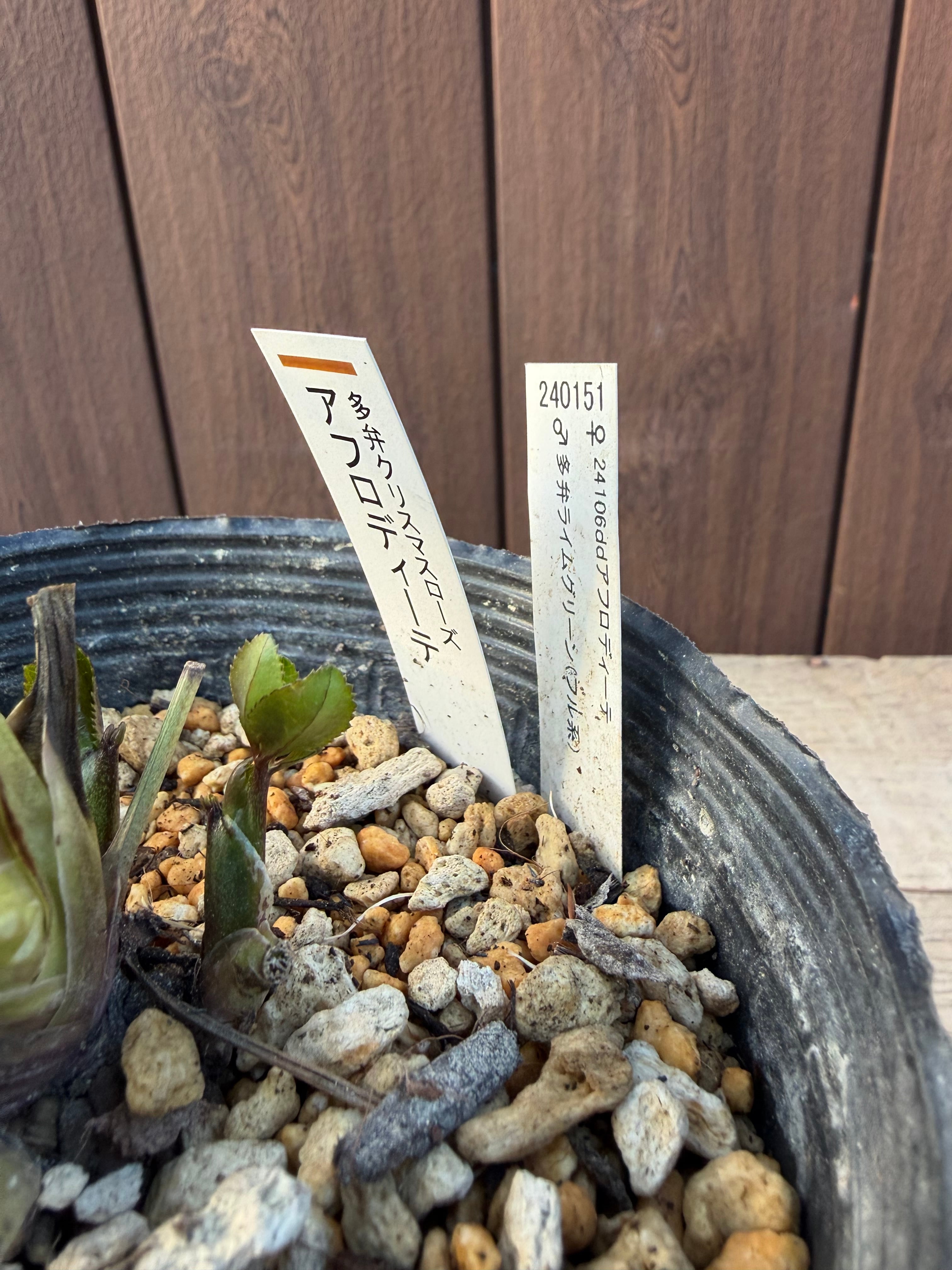 特Aアフロディーテ フル系交配 加藤農園 クリスマスローズ【Ka104