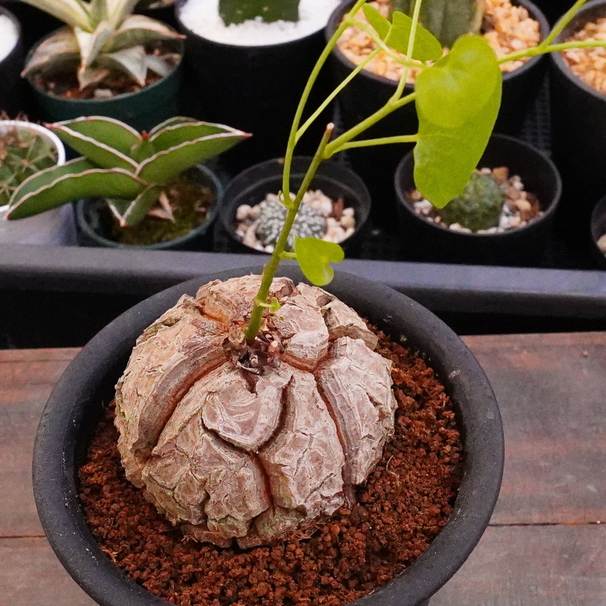 多肉植物 | E-TANIKU