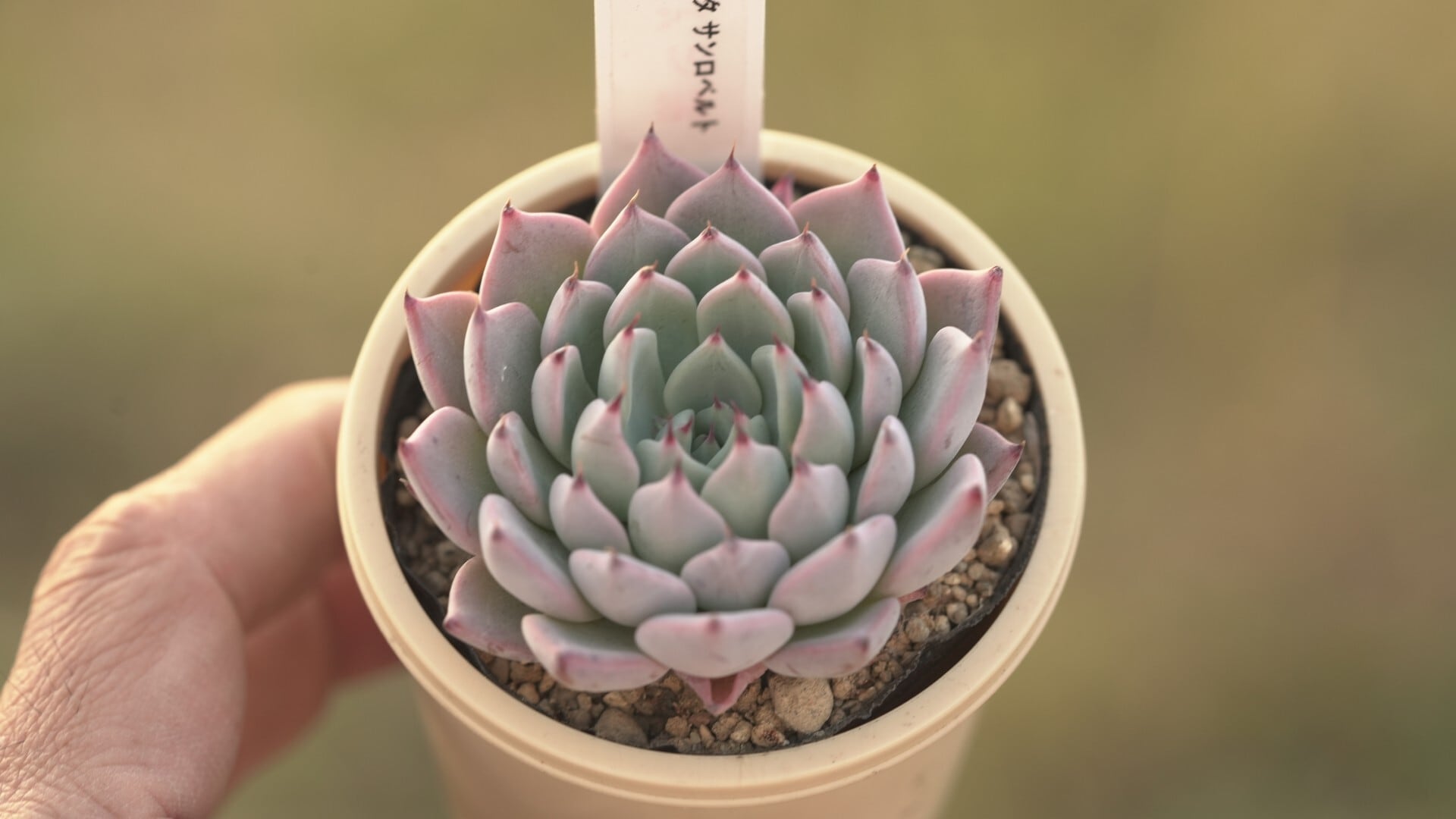 Bセット エケ苗3種セット | クアトロ