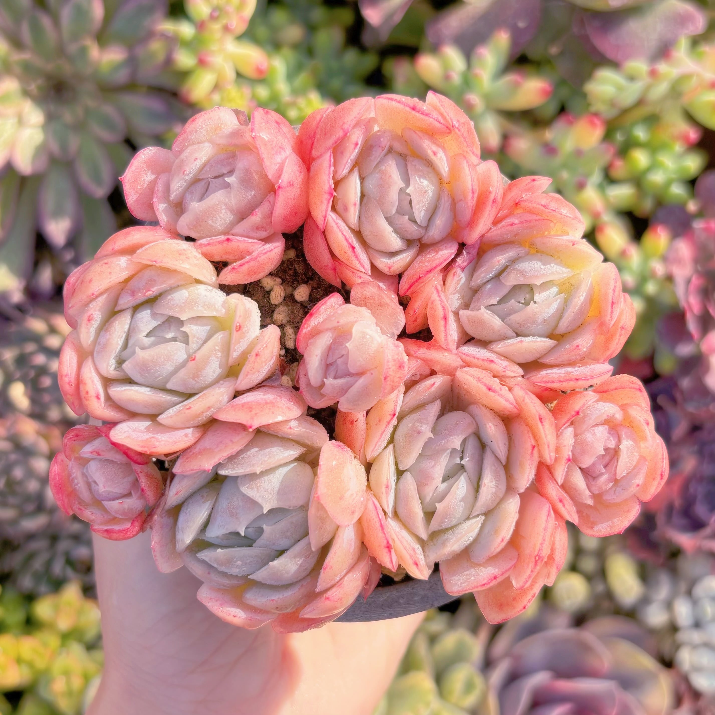 現品　クリームベリー#M277   群生   新入荷　るる農園