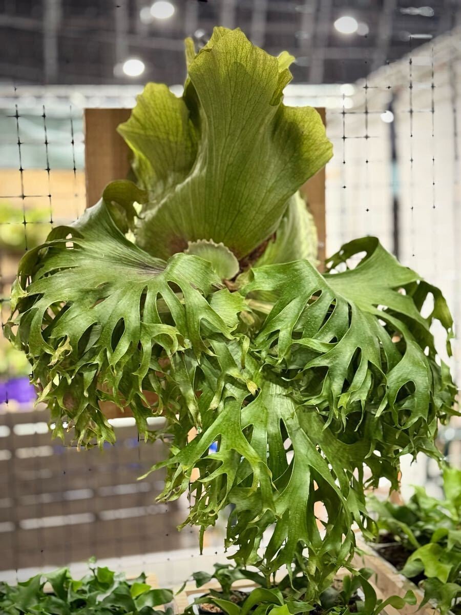 P. 'Paragon' ビカクシダ 'パラゴン' | vandaka plants