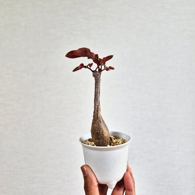 ⑨〚フィランサス・ミラビリス〛Phyllanthus Mirabilis 塊根植物 コーデックス ポット発送