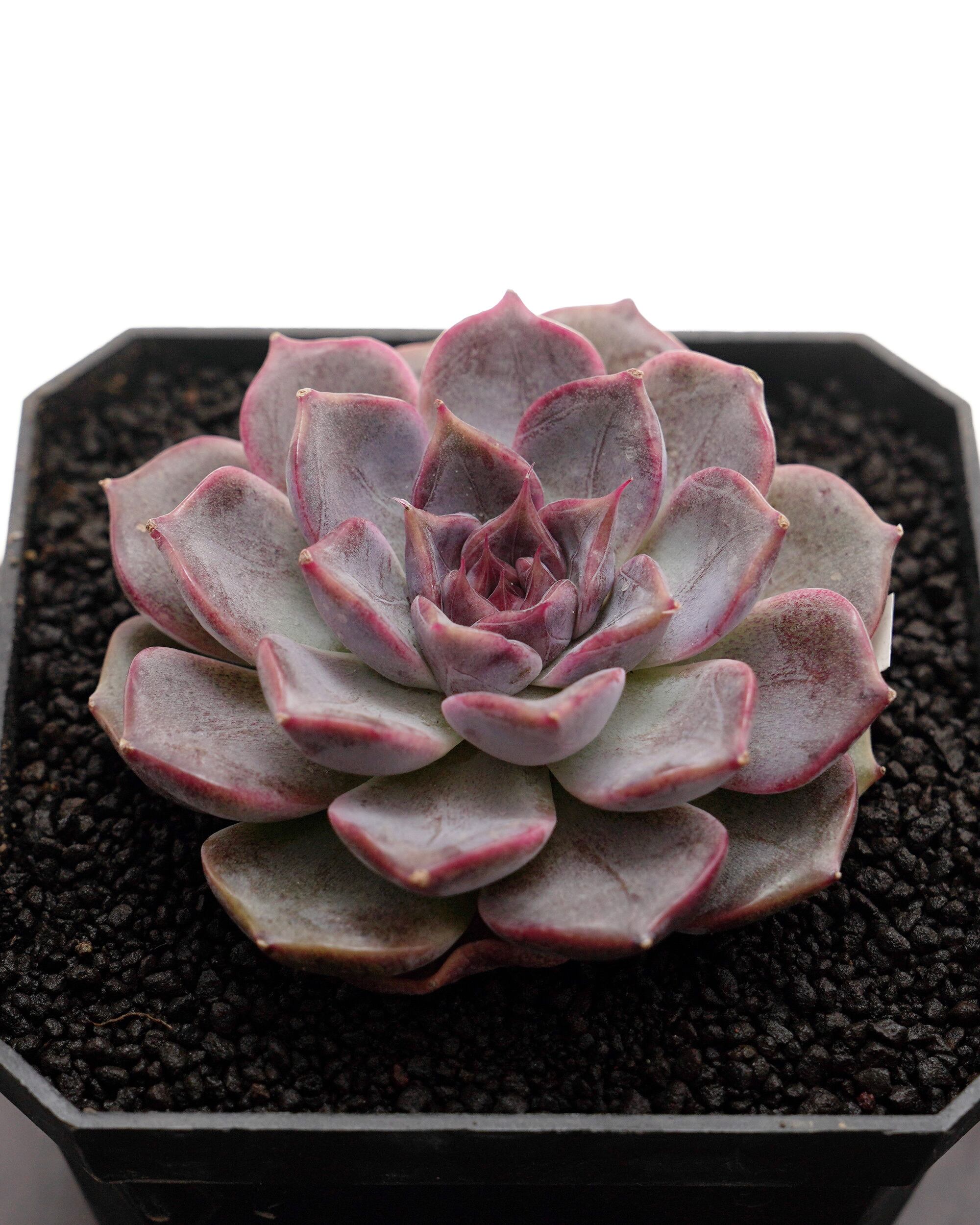 NEW RELEASE | PUKUBOOK SUCCULENTS