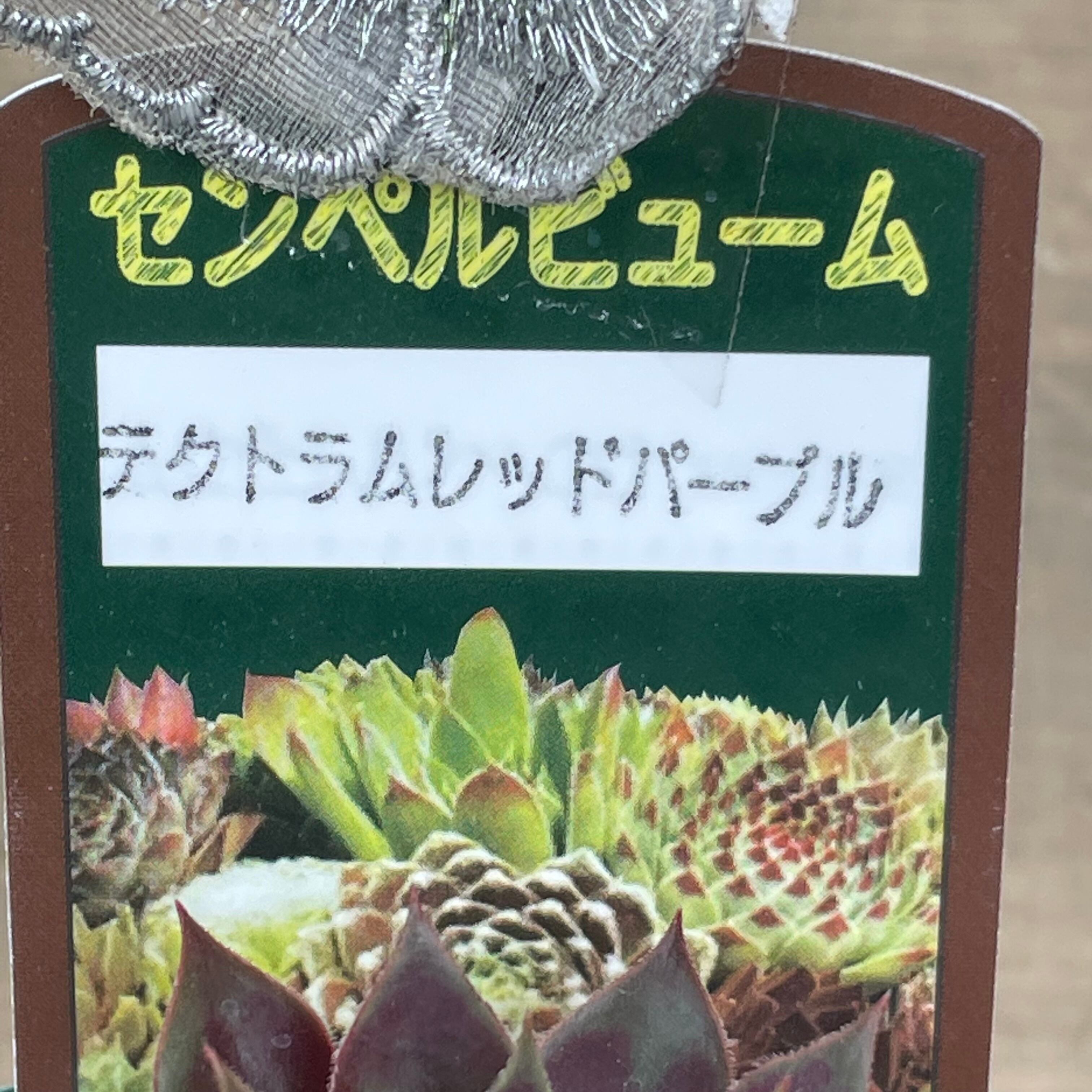 テクトラムレッドパープル センペル | RuPo 多肉植物専門店