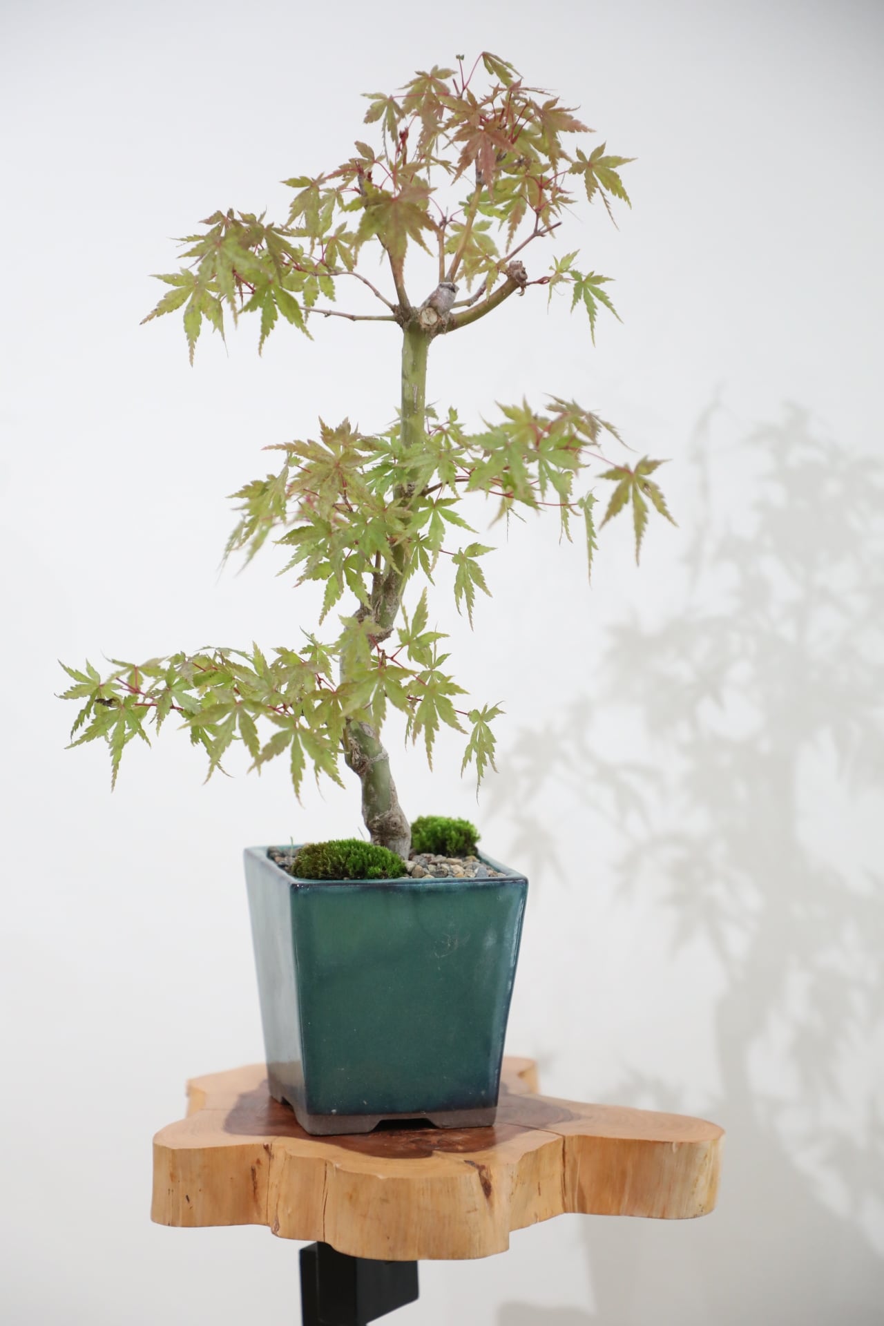 M】モミジ 盆栽 樹齢15年/Japanese maple bonsai | 【厳選植物・器