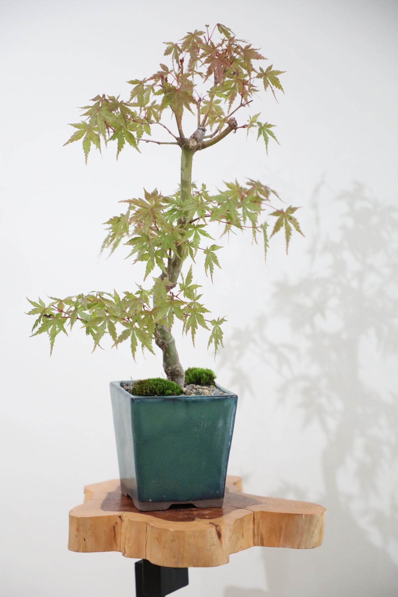 【M】モミジ 盆栽 樹齢15年/Japanese maple bonsai