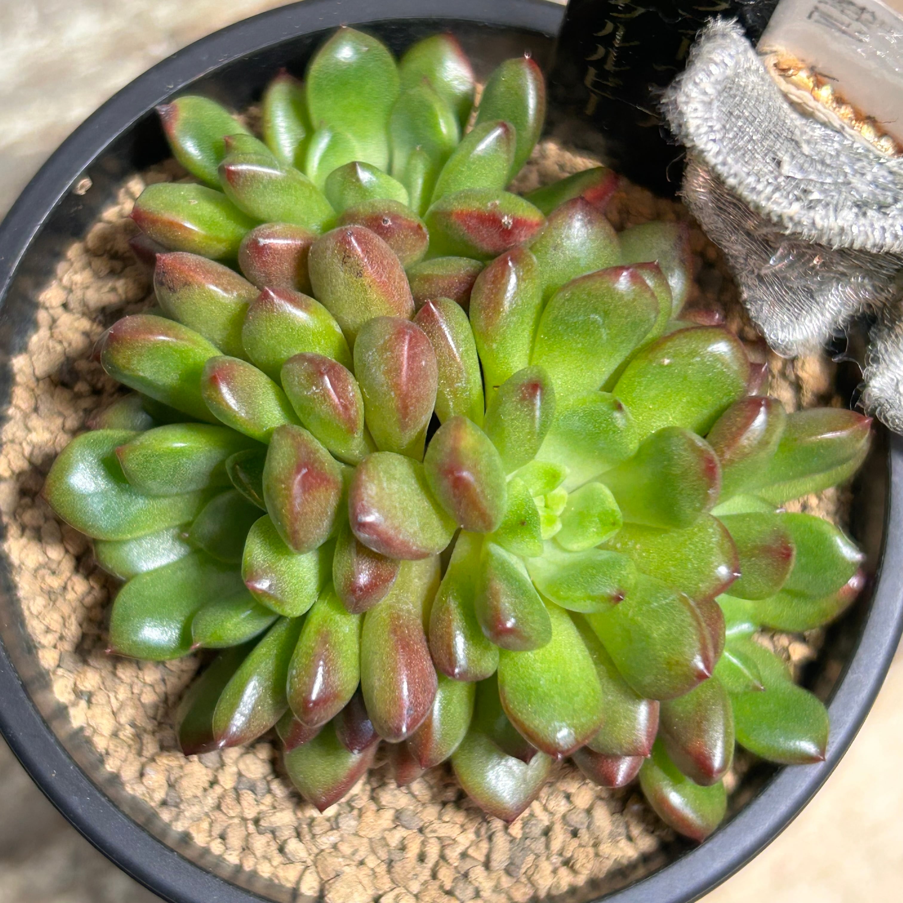 RuPo 多肉植物専門店