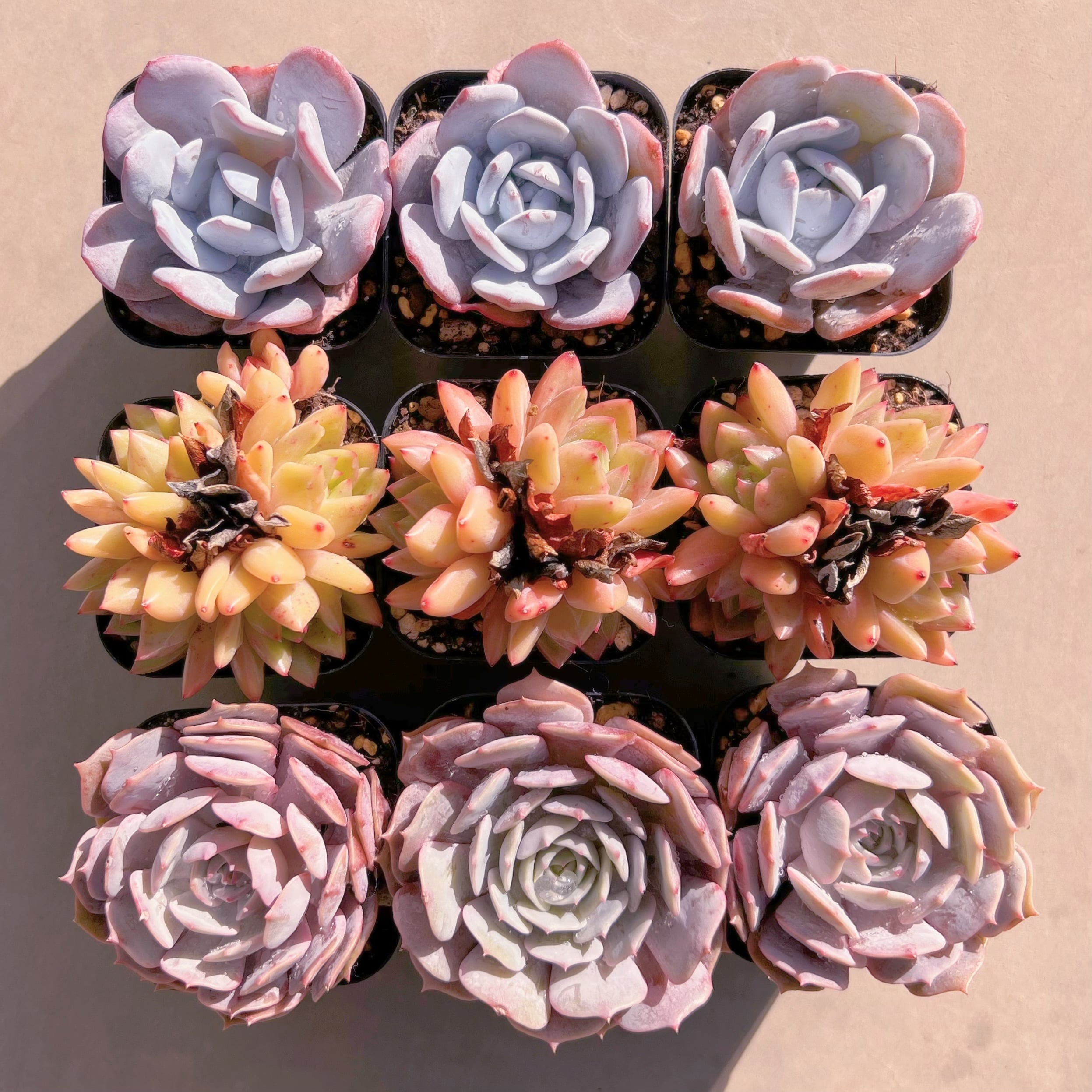 BASE販売会セットJ