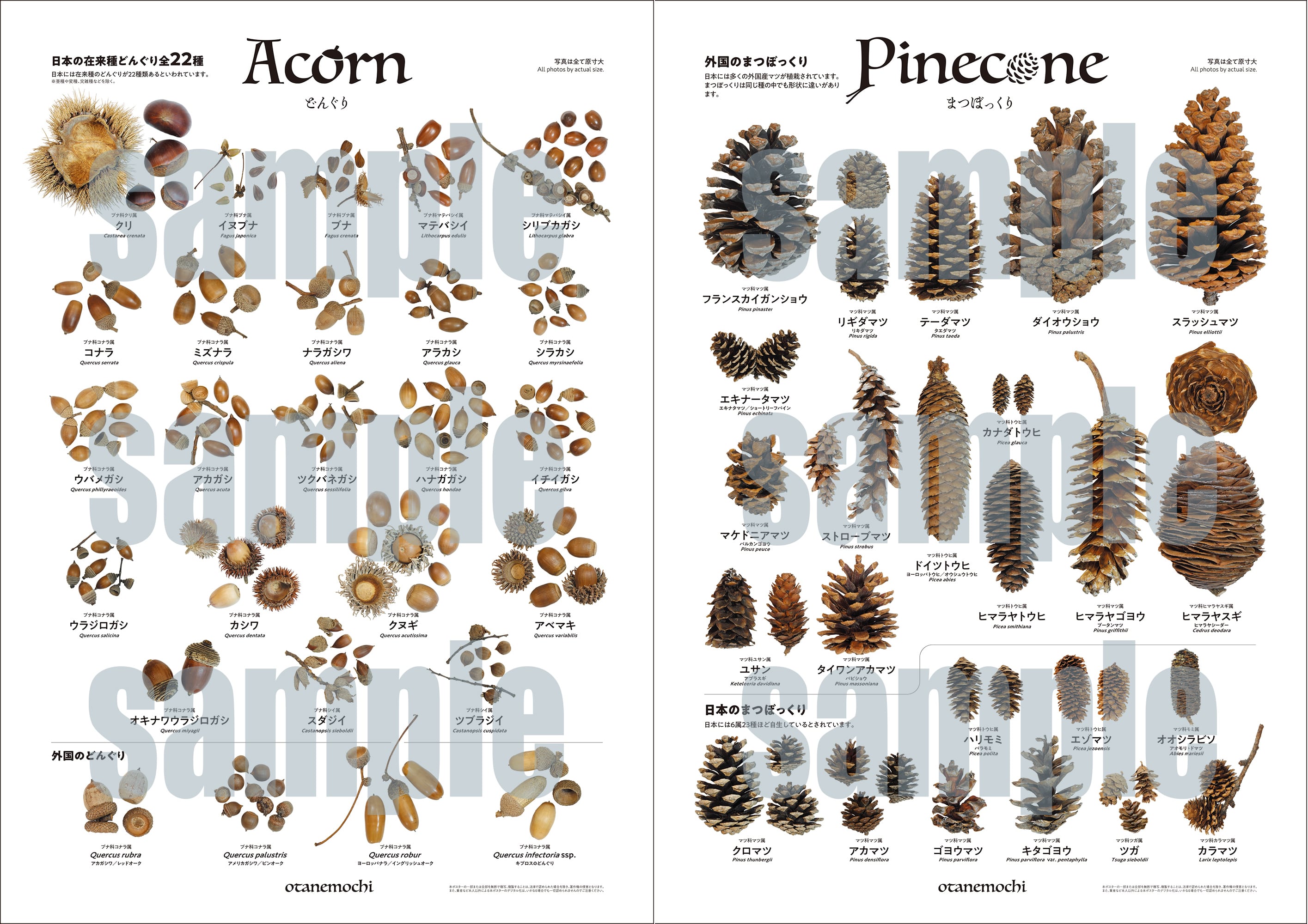 どんぐりページ 原寸大どんぐりB2ポスターと原寸大まつぼっくりB2ポスター | otanemochi