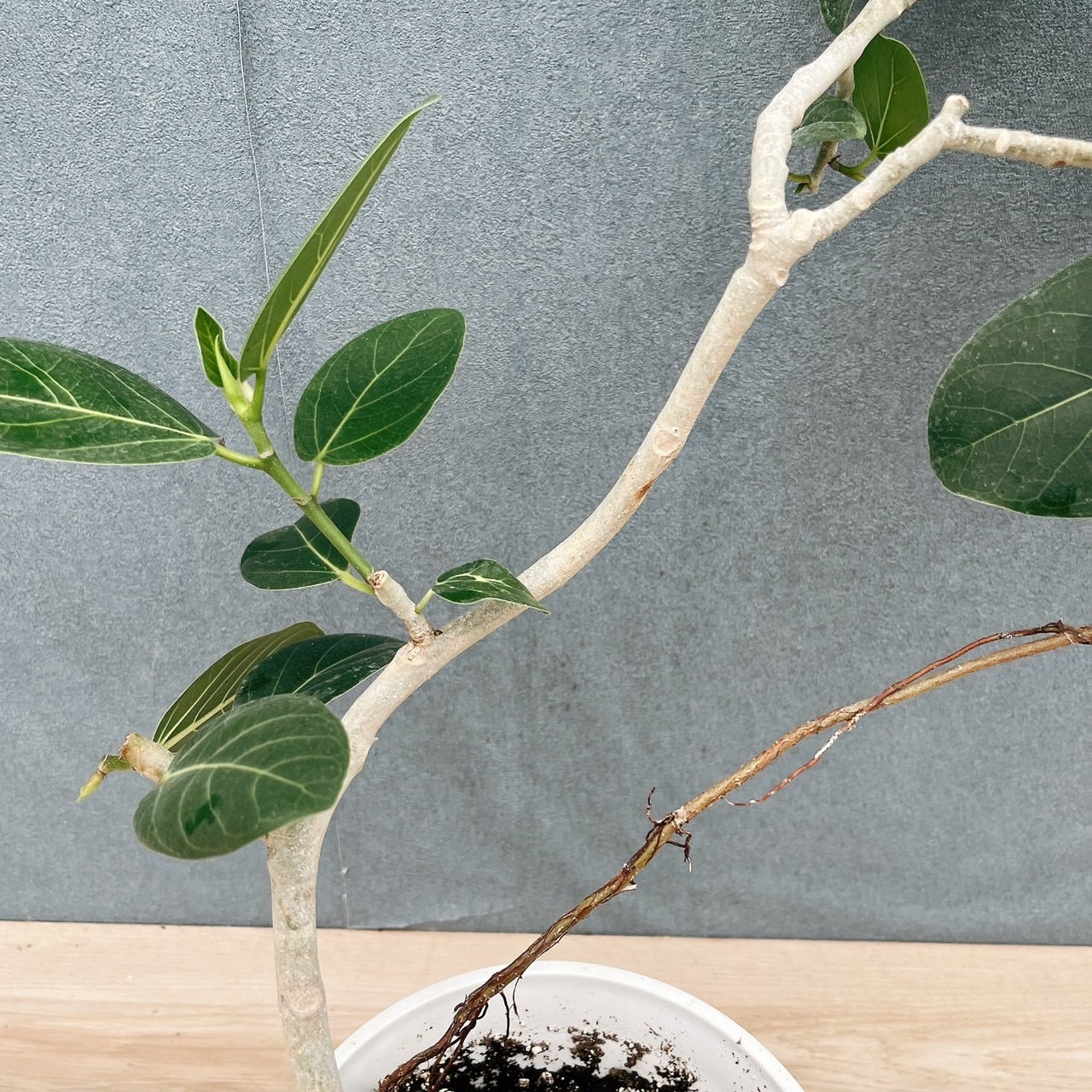 現品］96番 フィカス ベンガレンシス 曲がり 6号 観葉植物 室内 ゴムの