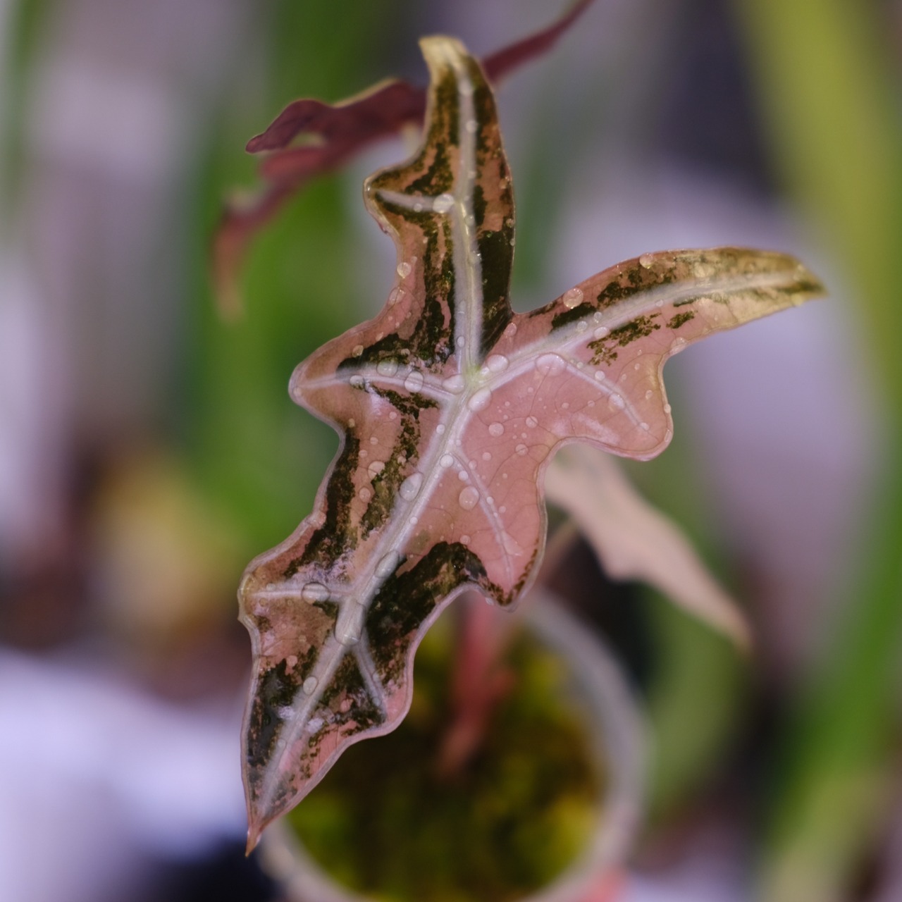 Alocasia Nobillis Pink "K"│アロカシア・ノビリス・ピンク③│観葉植物