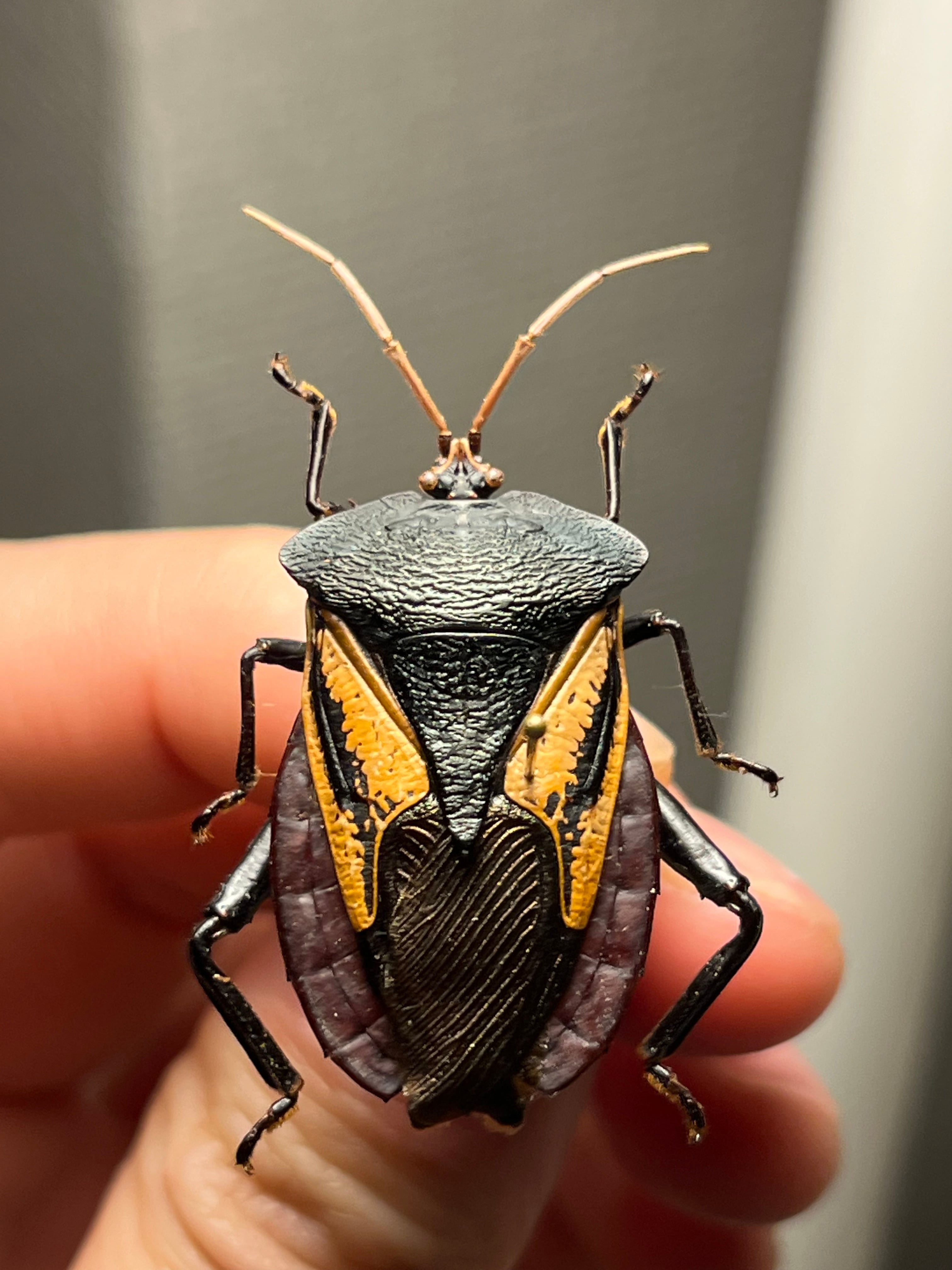 42mm】ミラビリステナガスジコガネ'ナンベイテナガスジコガネ 昆虫標本