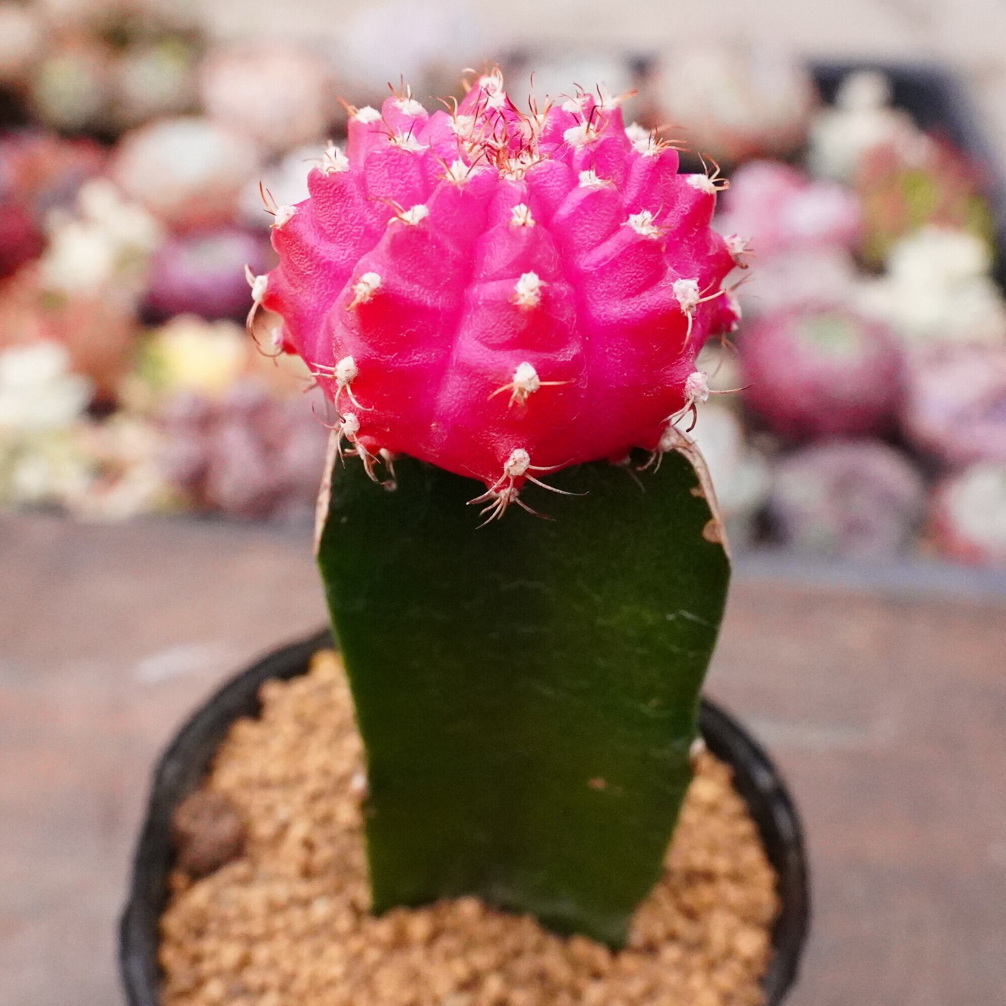 送料無料】Aechmea chantinii (Black Select×Black Ebony) ×(Black