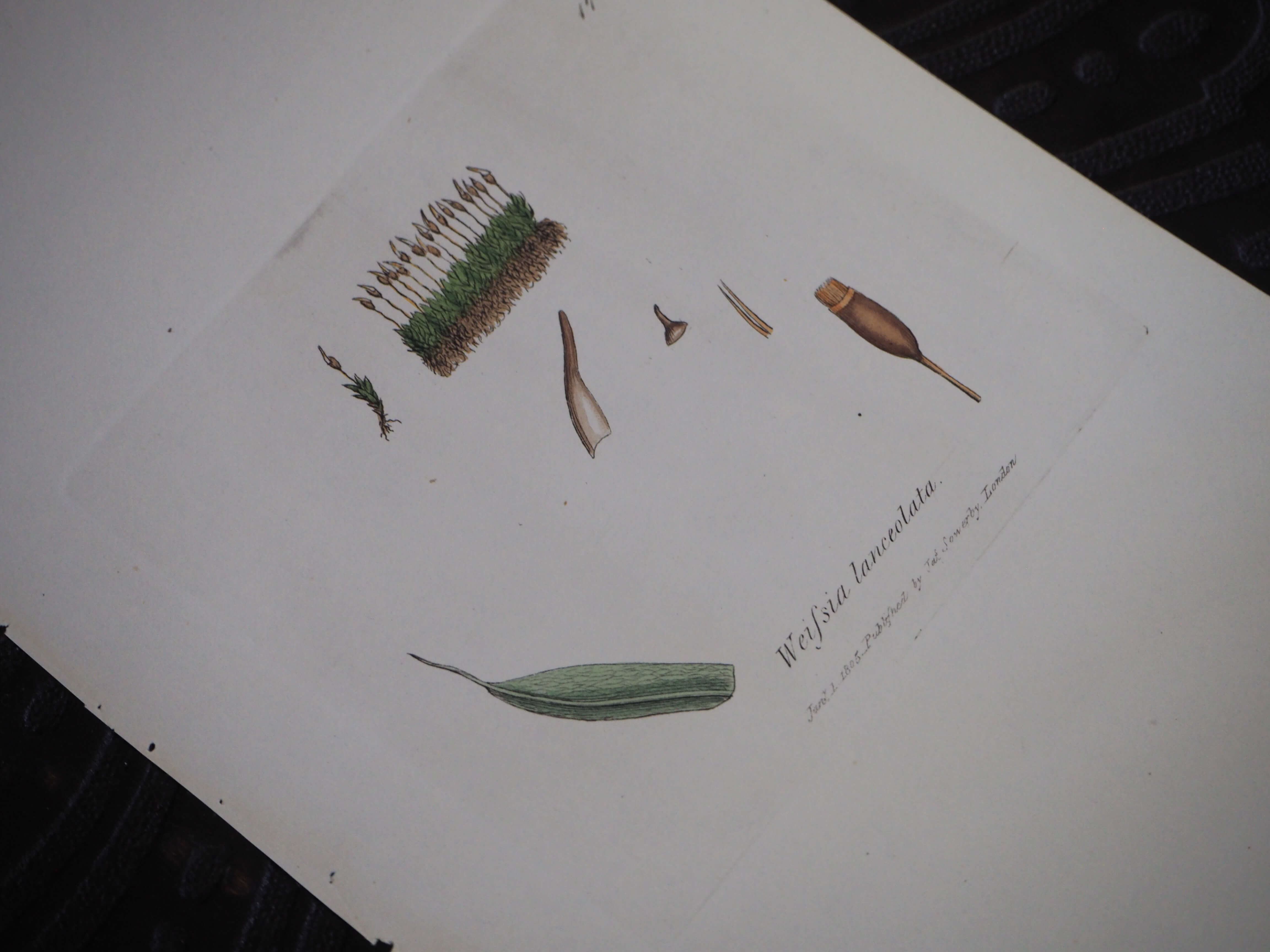 イギリス 180年以上前の有名な植物図鑑からの図版 銅版画 博物図鑑