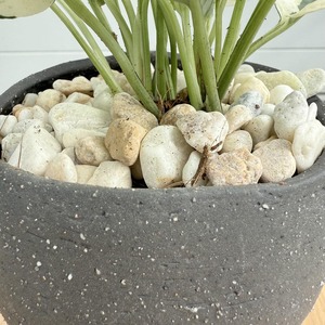 ポトス・エンジョイ