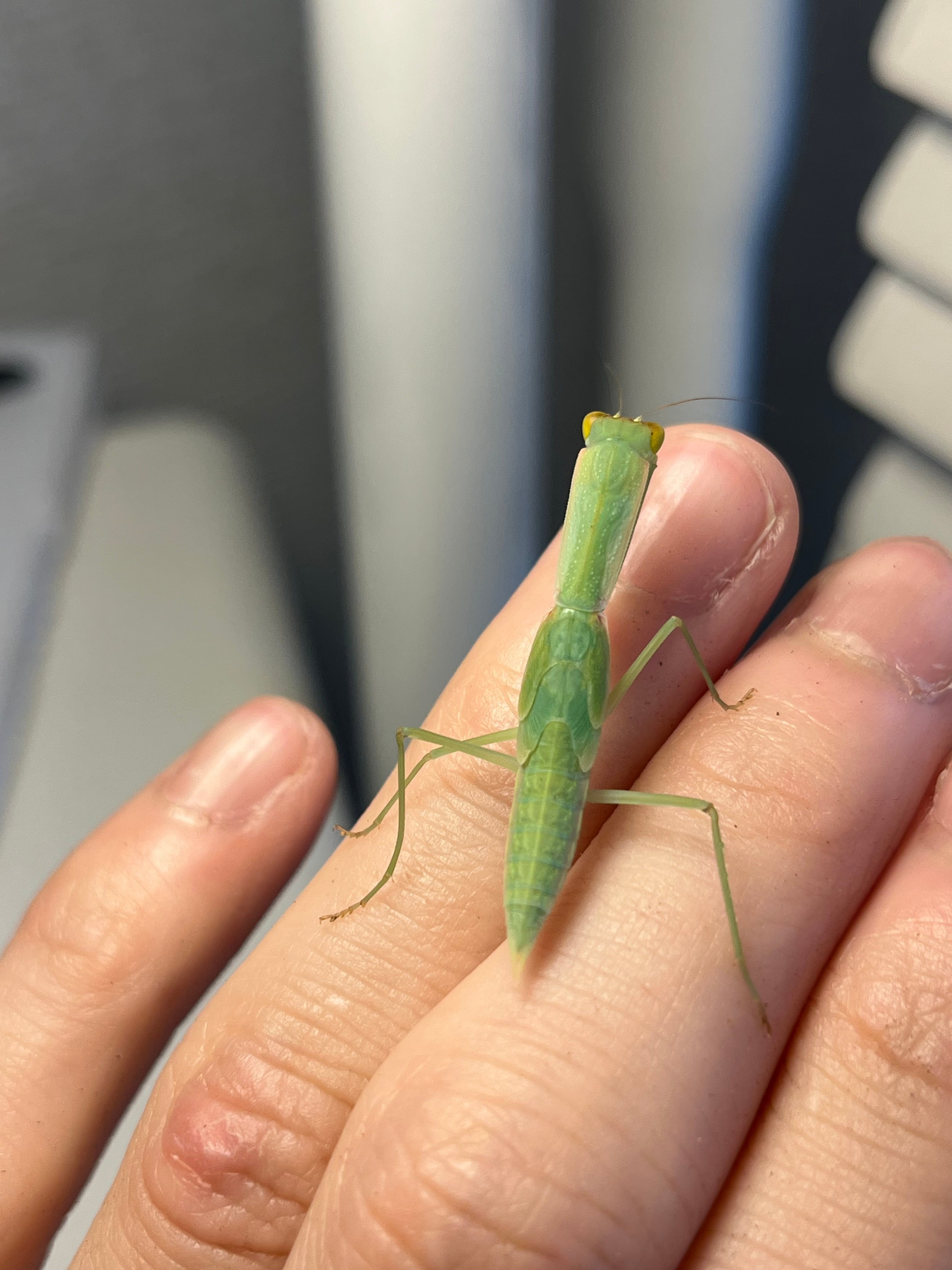 カマキリ | オモニキチュウ