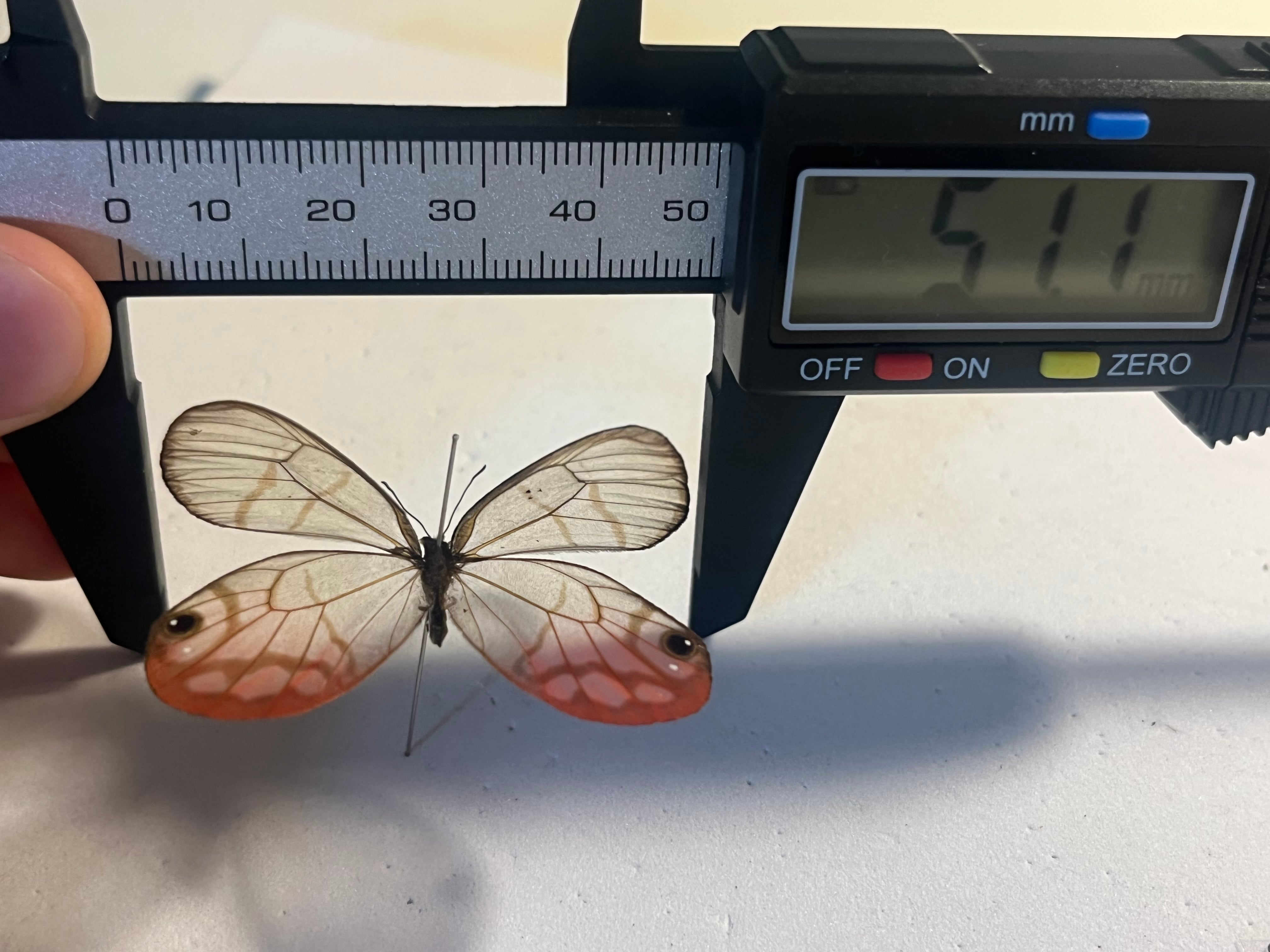 ベニスカシジャノメ アンドロメダスカシジャノメ ベニスカシジャノメ