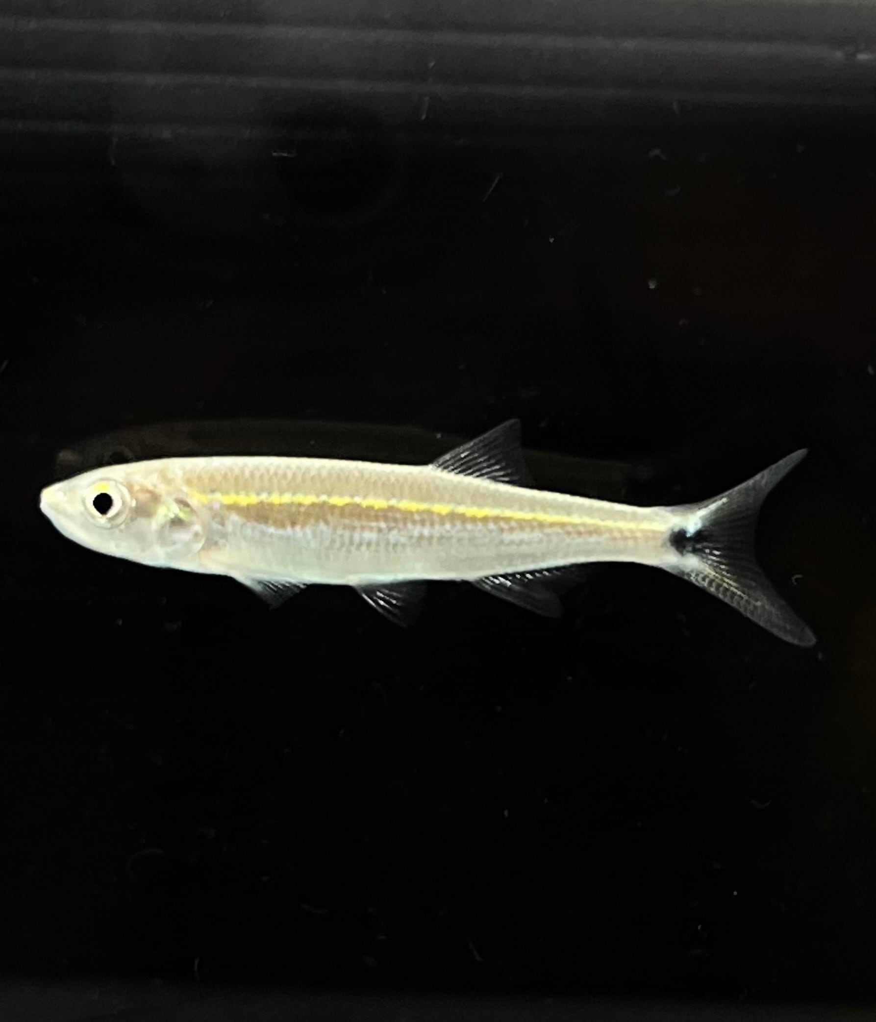 ライアマス カッパーノーズ 1匹 コンゴ 美魚 健康個体 活発群泳 おすすめ熱帯魚!