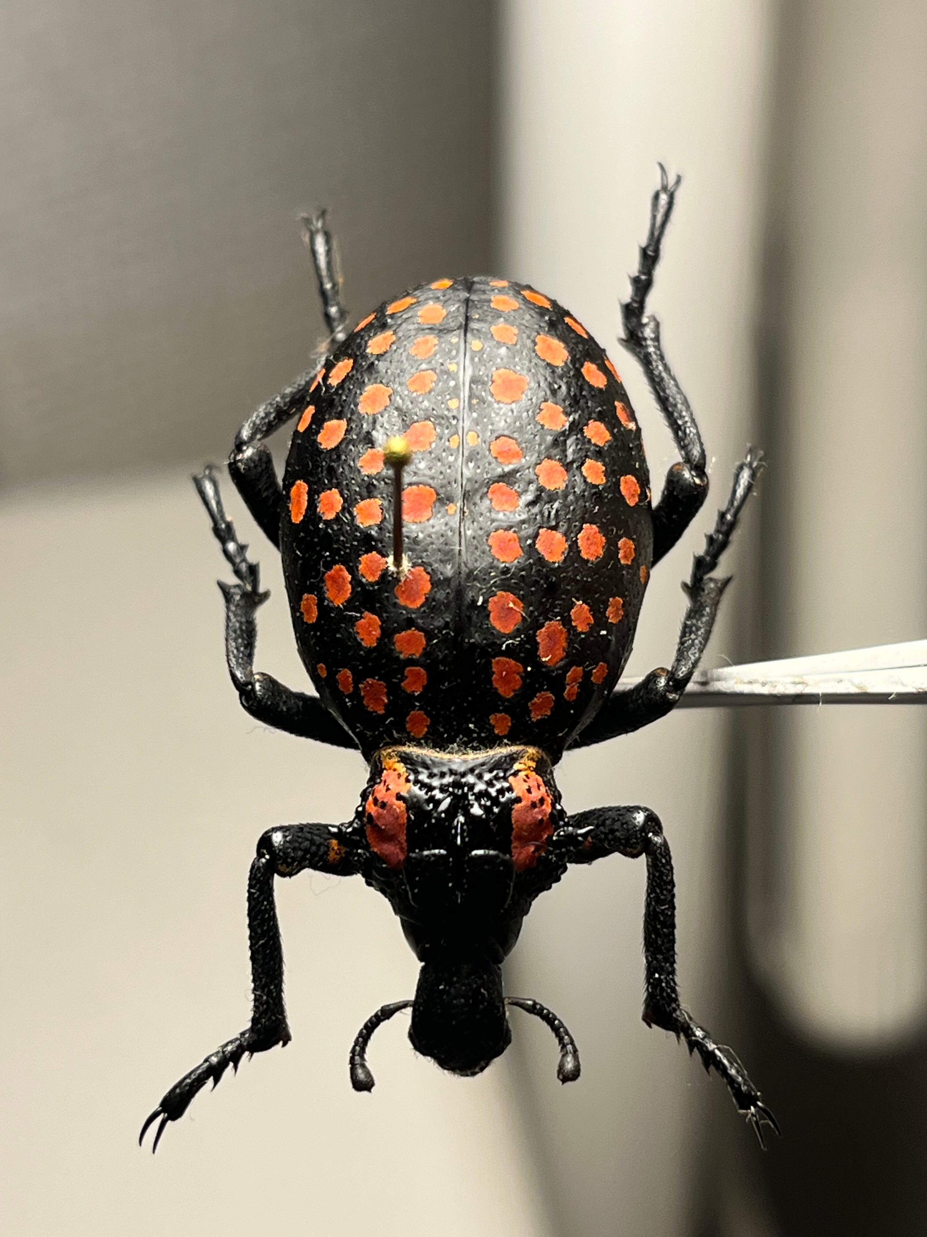 【37mm】ベニモンオオタマゾウムシ 標本 Brachycerus タマムシ 37mm】ベニモンオオタマゾウムシ 標本 Brachycerus apterus タマムシ