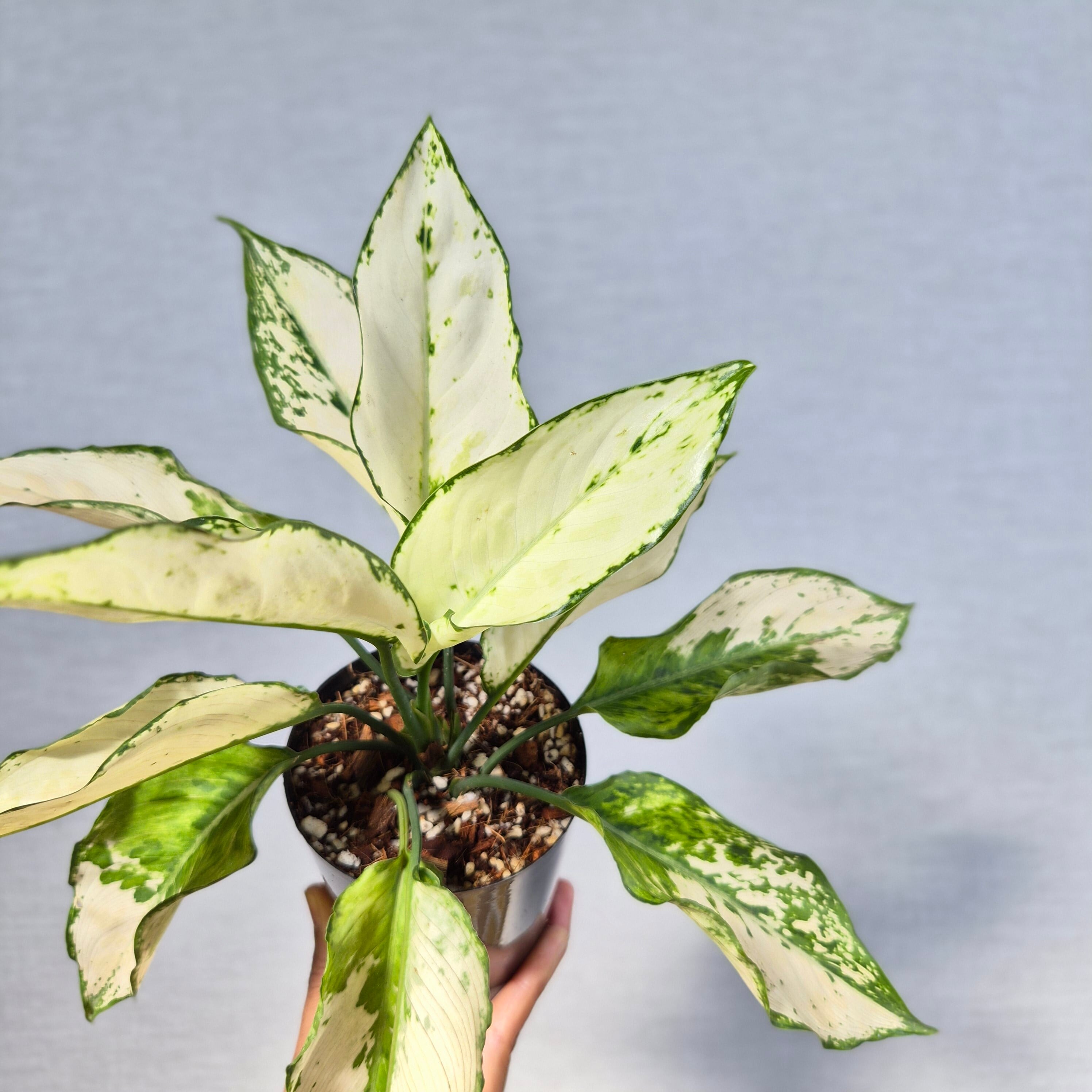 観葉植物 | riifushop